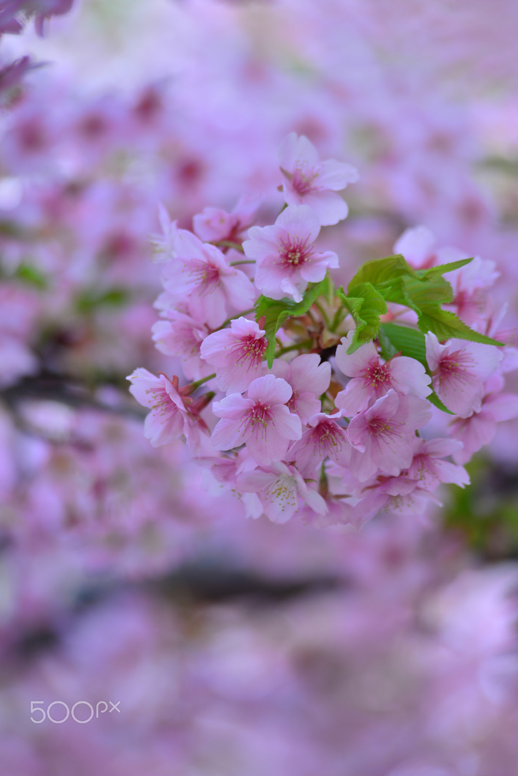 Nikon D800E sample photo. Sakura ball. photography