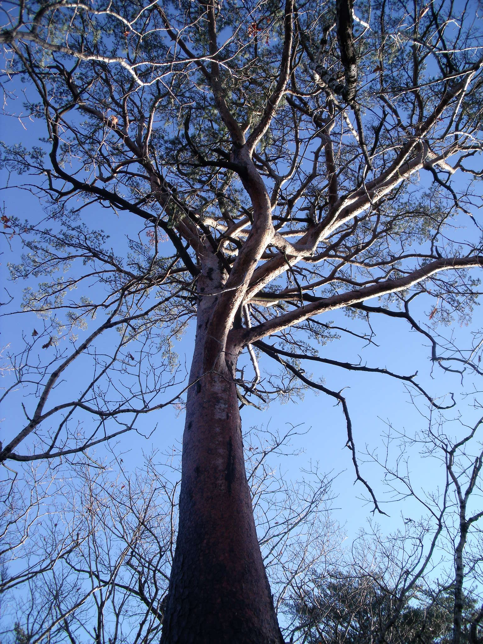 Fujifilm FinePix J110W sample photo. A pine tree on the ridge photography