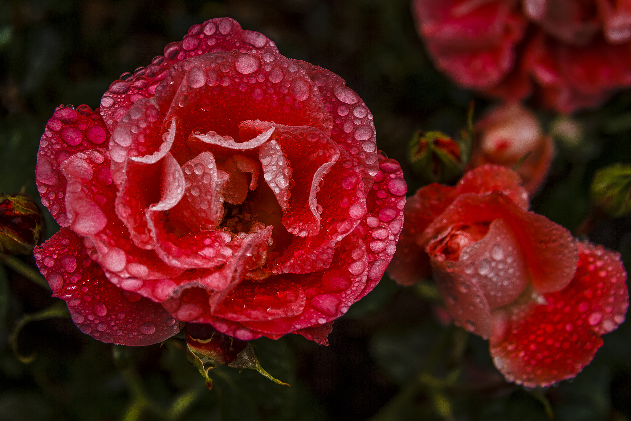 Canon EOS 60D + Canon EF-S 17-85mm F4-5.6 IS USM sample photo. Rose 'celine delbard' photography