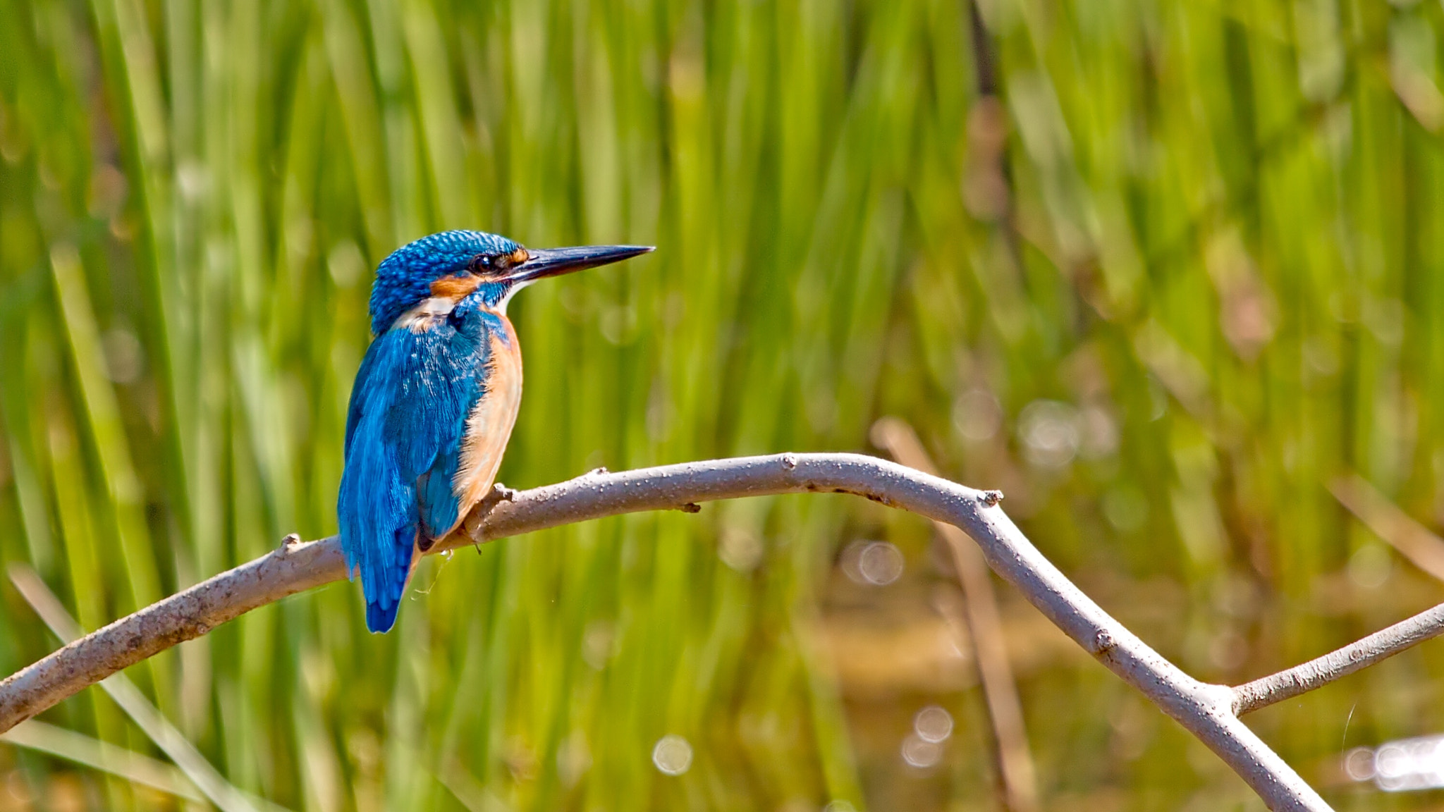 Canon EF 100-400mm F4.5-5.6L IS USM sample photo. Life is beautiful alone, when you admire yourself.... photography