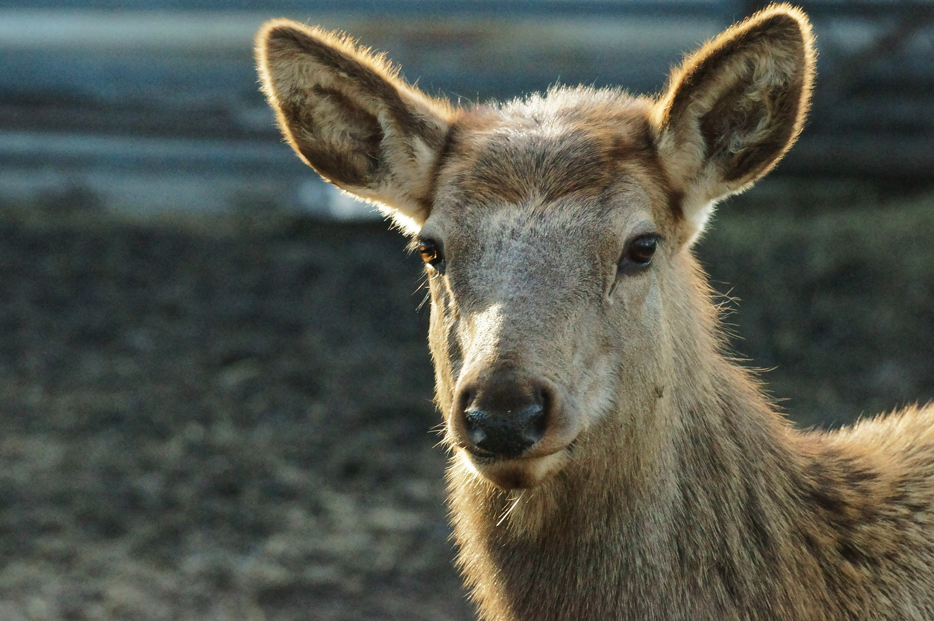 Sony SLT-A57 sample photo. Eyes... photography