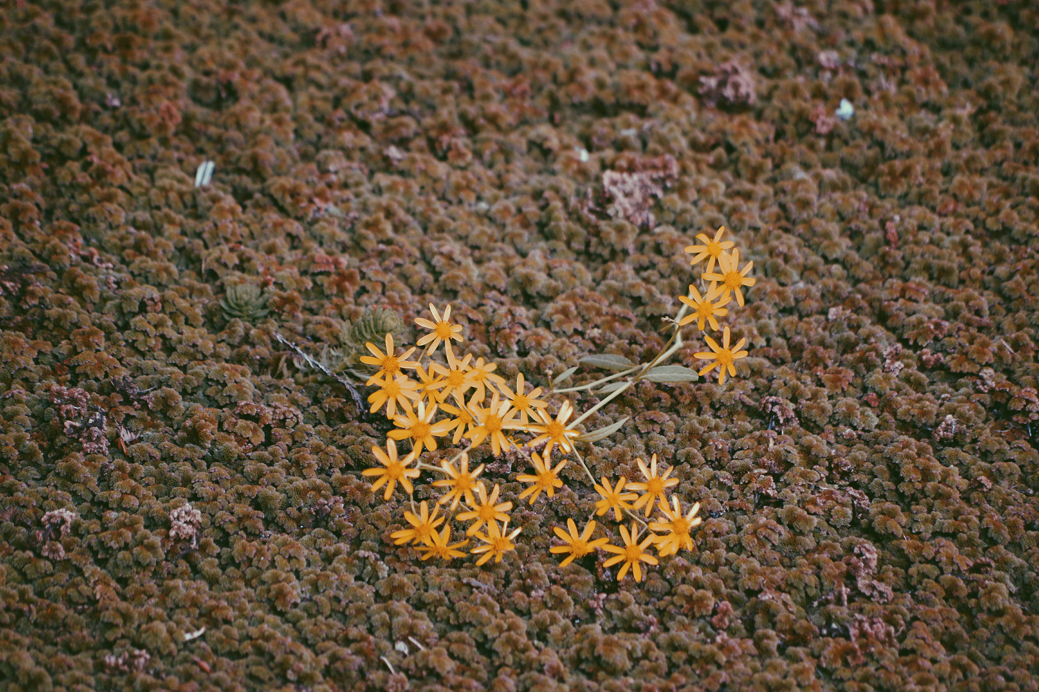 Pentax K-70 sample photo. Flower photography