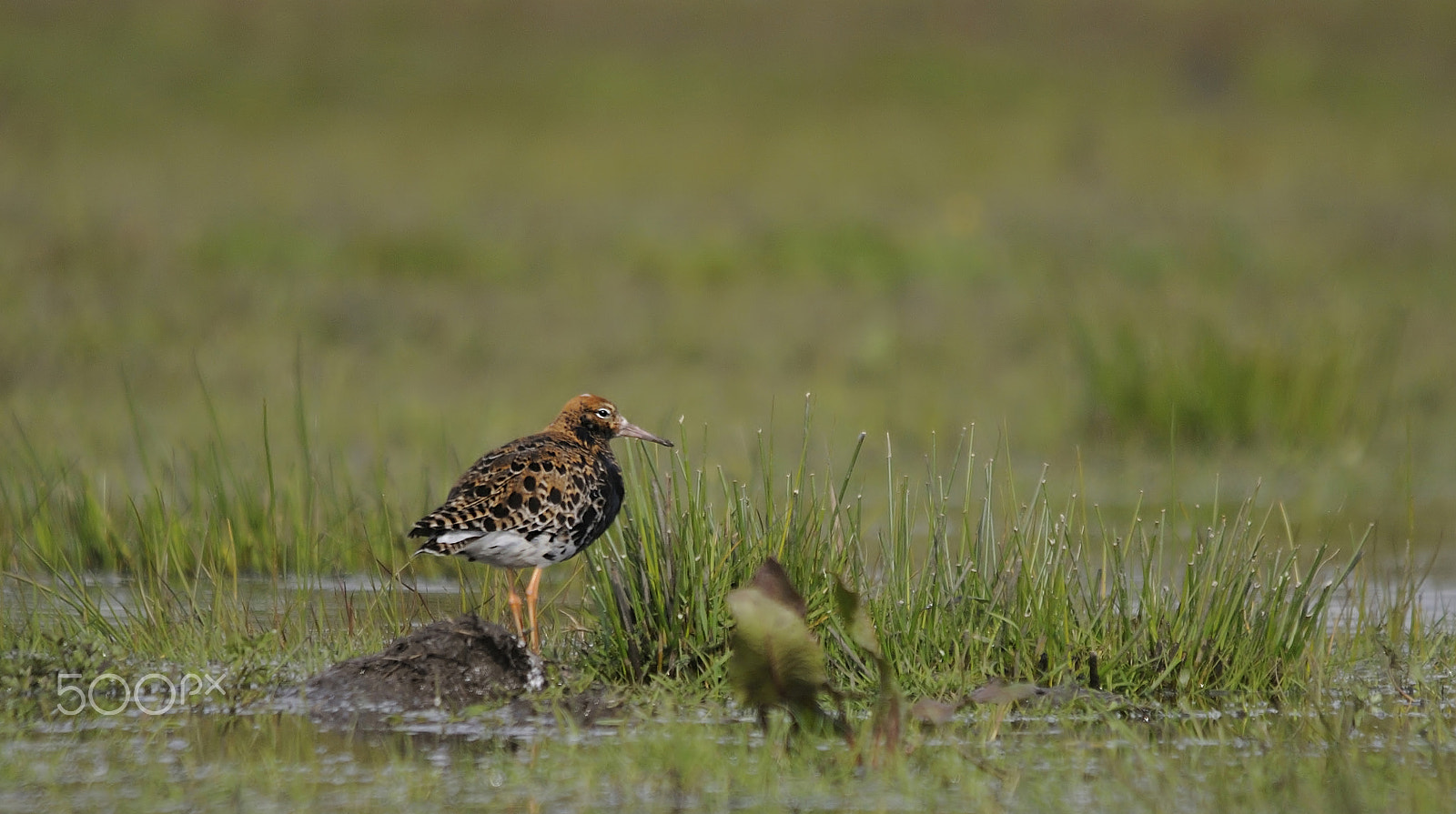 Nikon D300S + Sigma 150-500mm F5-6.3 DG OS HSM sample photo. Ruff photography