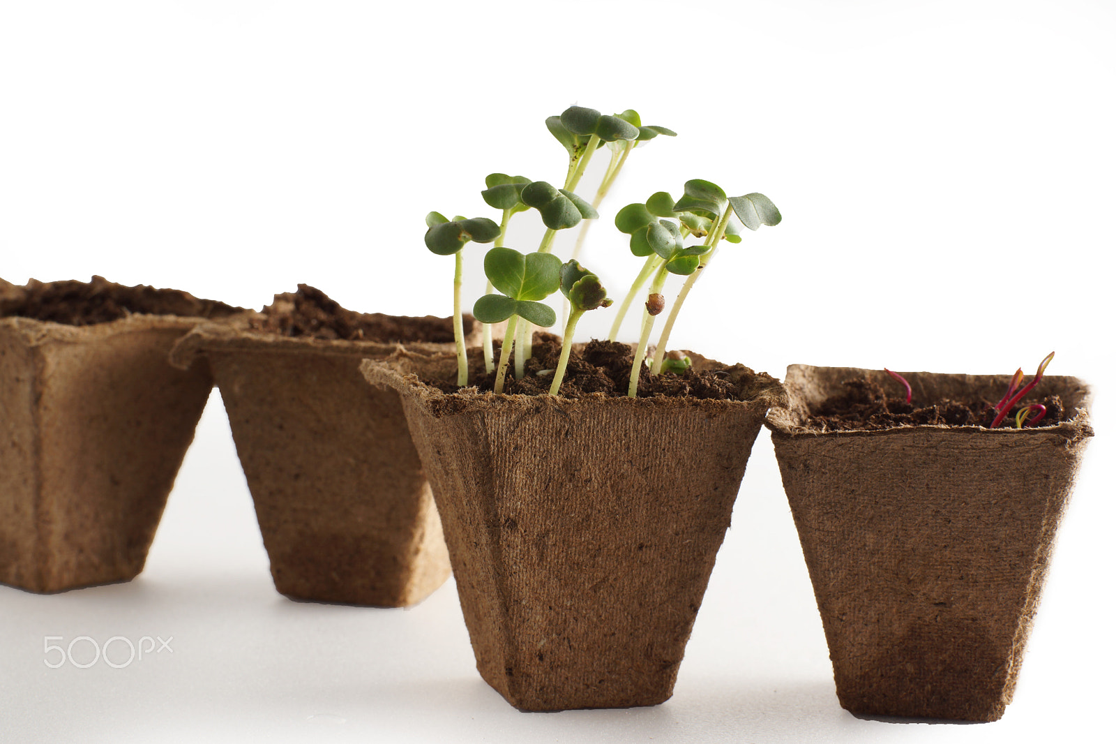 Sony SLT-A65 (SLT-A65V) sample photo. Sprouts in the pot with the earth, the beginning of a new life. photography