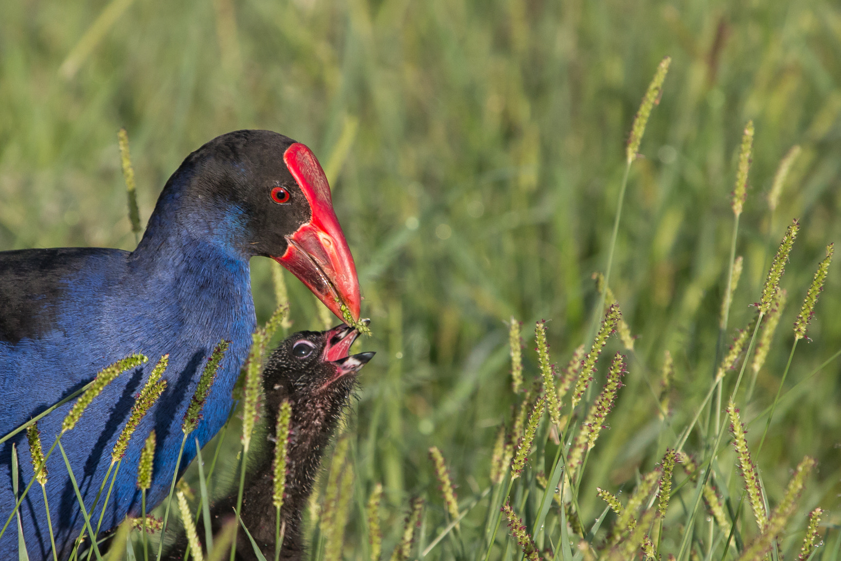 Canon EF 100-400mm F4.5-5.6L IS USM sample photo. Purple swamphen and juvenile photography