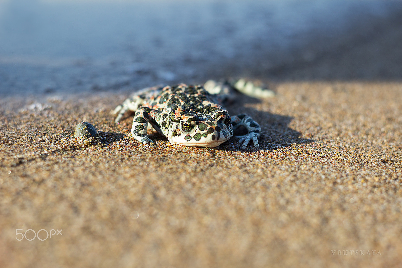 Canon EF 35-80mm f/4-5.6 sample photo. 2016-08-19 08-50-42.jpg photography