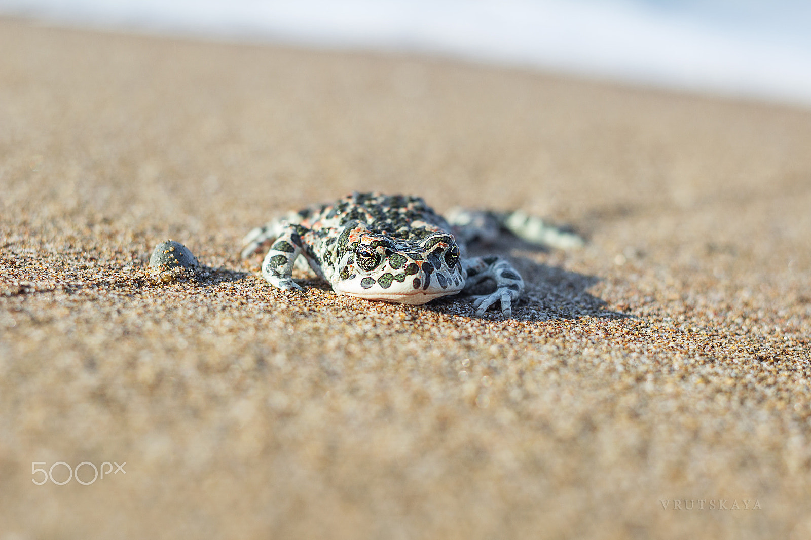 Canon EF 35-80mm f/4-5.6 sample photo. 2016-08-19 08-51-06.jpg photography