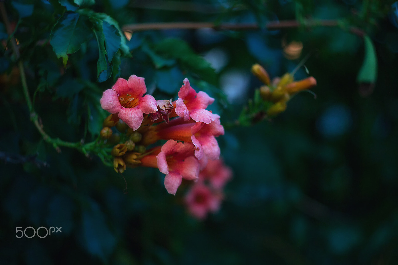 Canon EF 35-80mm f/4-5.6 sample photo. 2016-08-19 21-03-52.jpg photography
