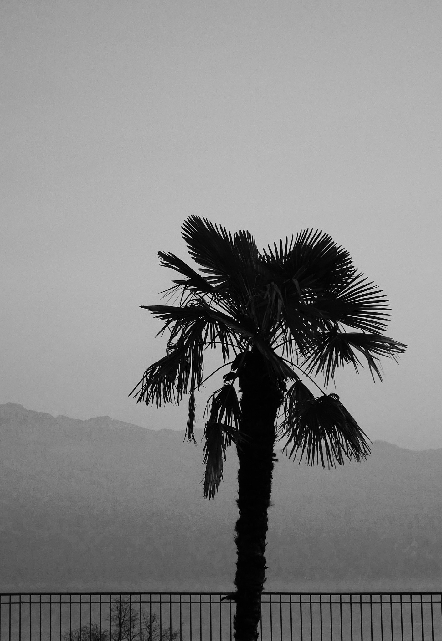 Sony Cyber-shot DSC-HX90V sample photo. Un palmier À lausanne sur la colline de montriond en janvier 2017 photography