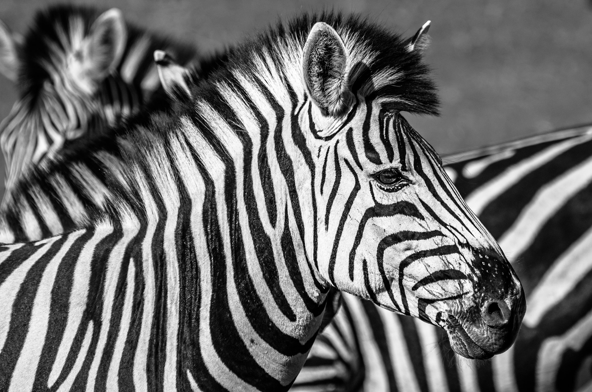 Pentax K-5 II sample photo. Zebra b&w photography