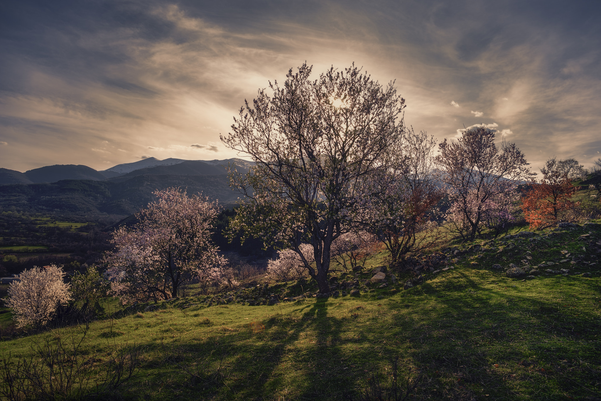 Pentax K-1 + A Series Lens sample photo. Spring is landing on my sholders photography