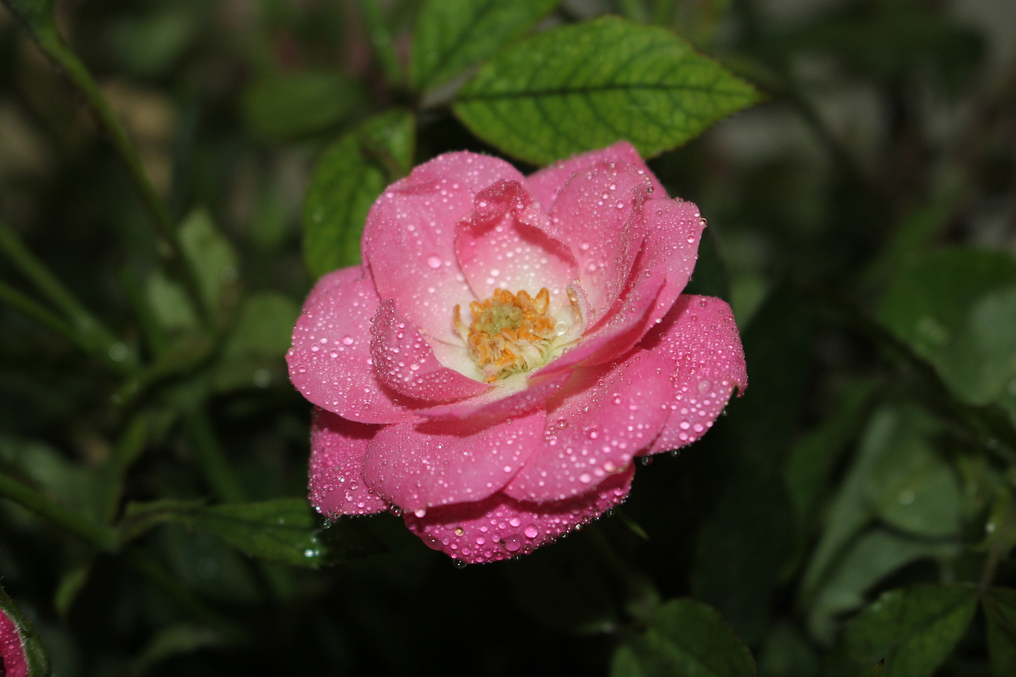 Canon EOS 60D sample photo. Img photography