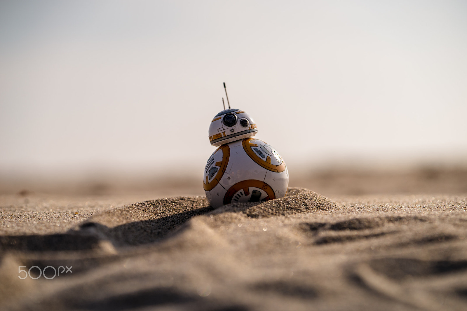 Sony a7 + Sony FE 90mm F2.8 Macro G OSS sample photo. Zoom! photography