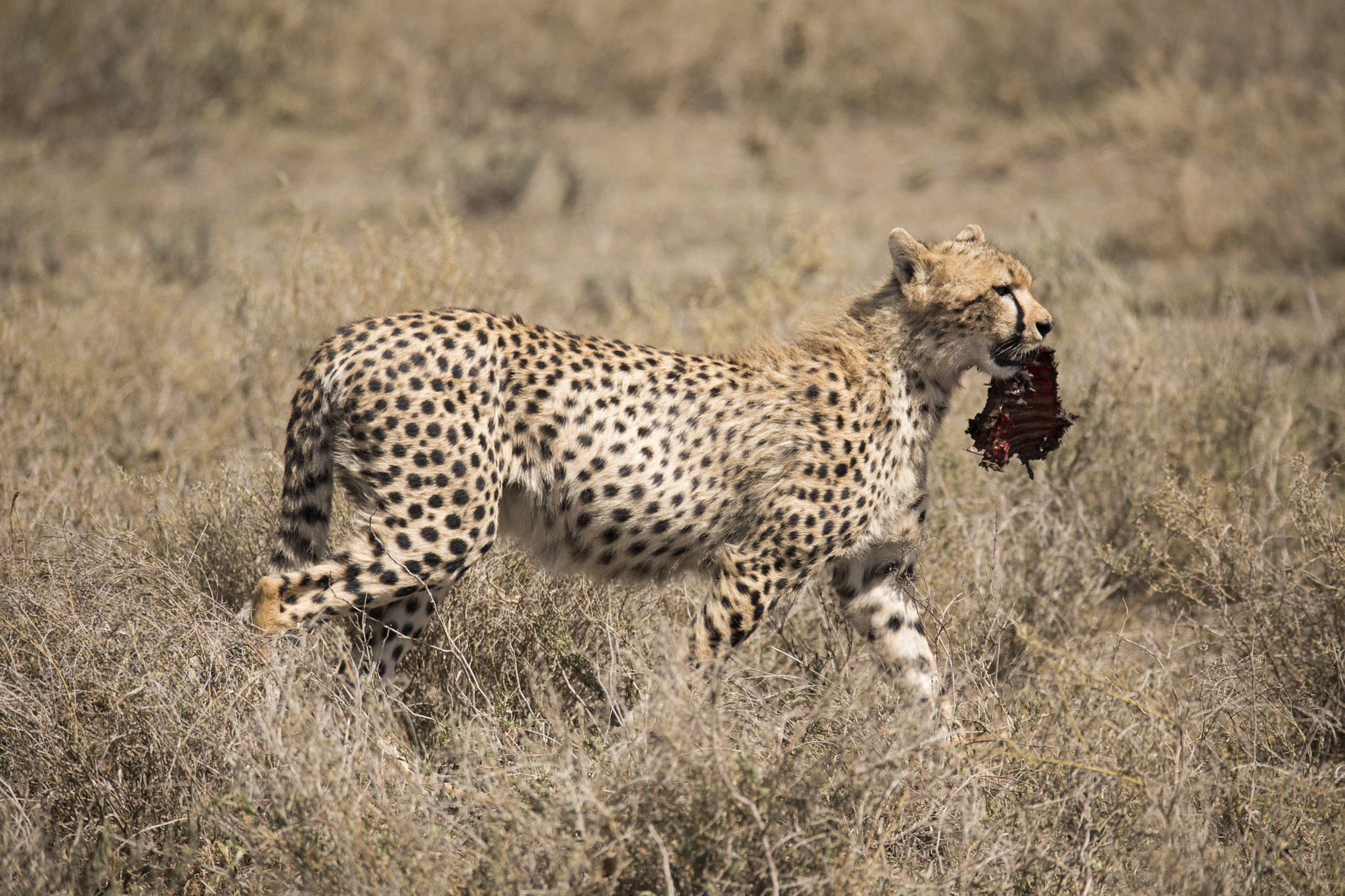 150-600mm F5-6.3 DG OS HSM | Sports 014 sample photo. Ta photography