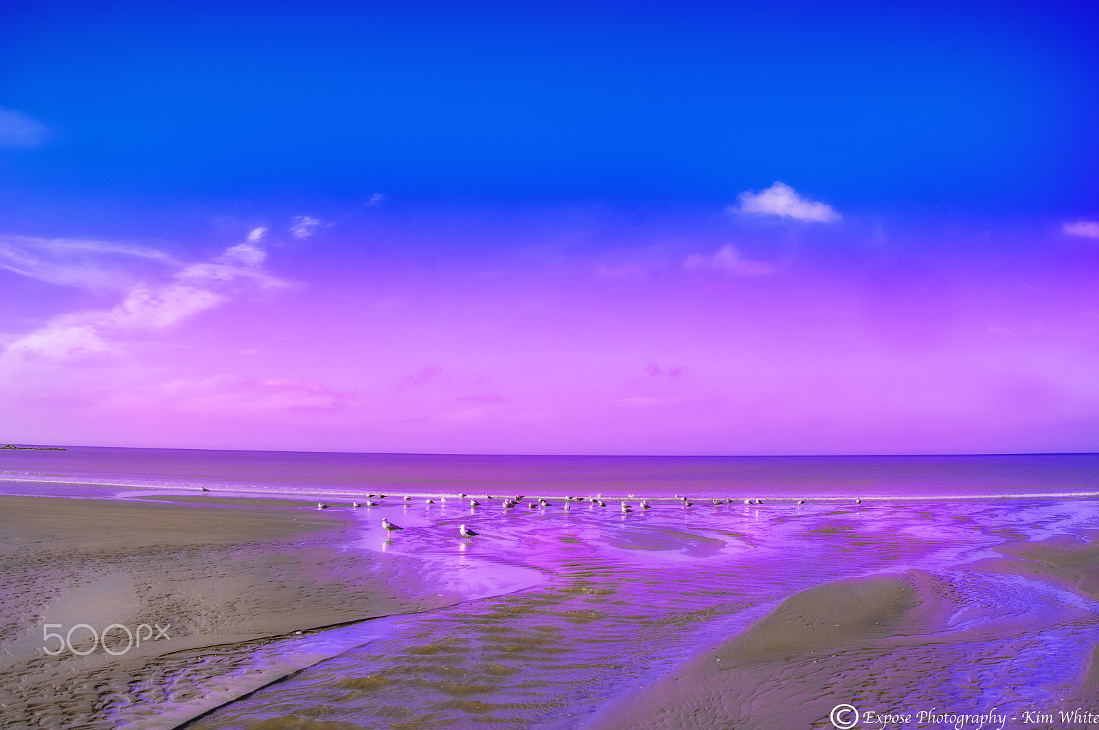 Nikon D500 sample photo. In the company of gulls photography