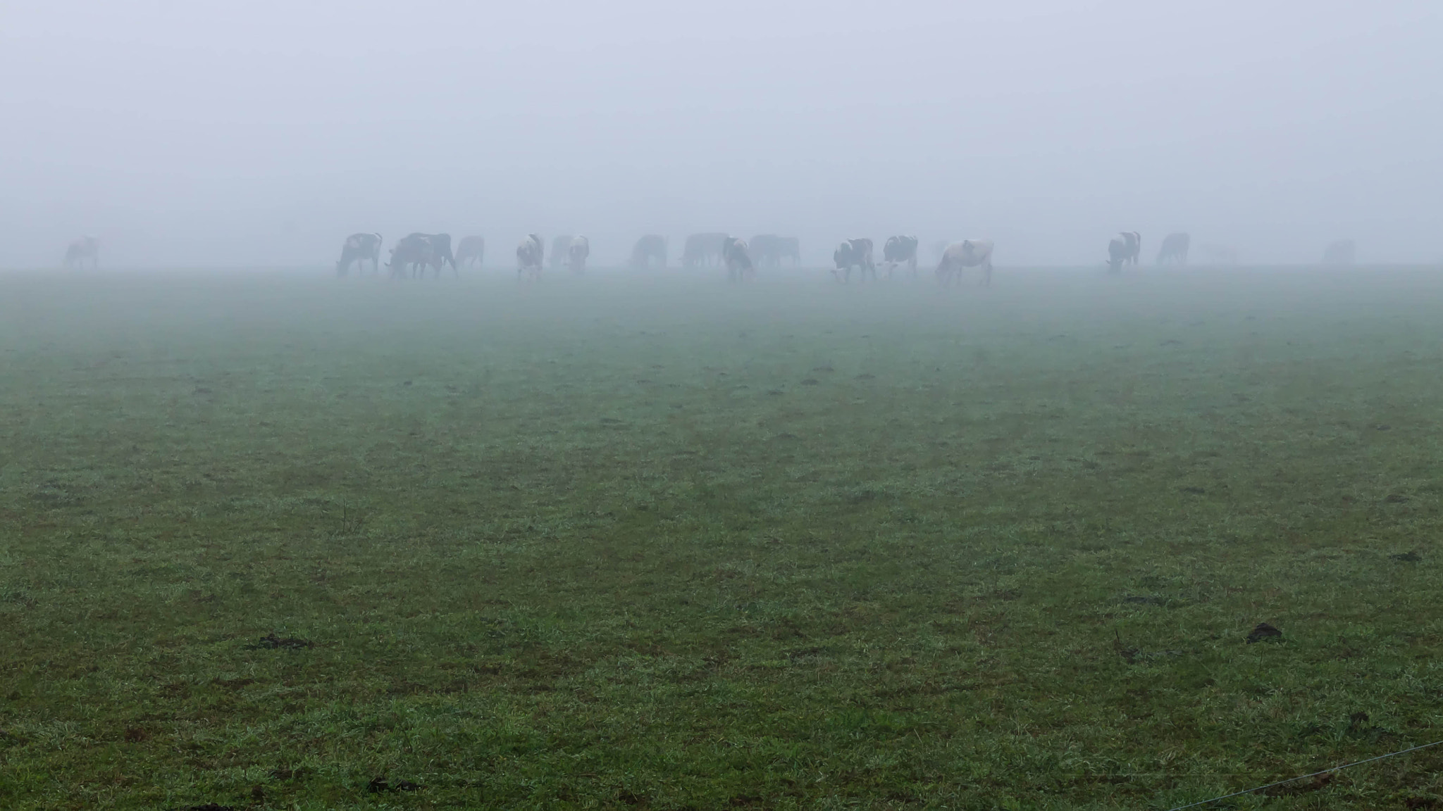 Canon EF-S 18-55mm F3.5-5.6 IS sample photo. Ha les vaches photography