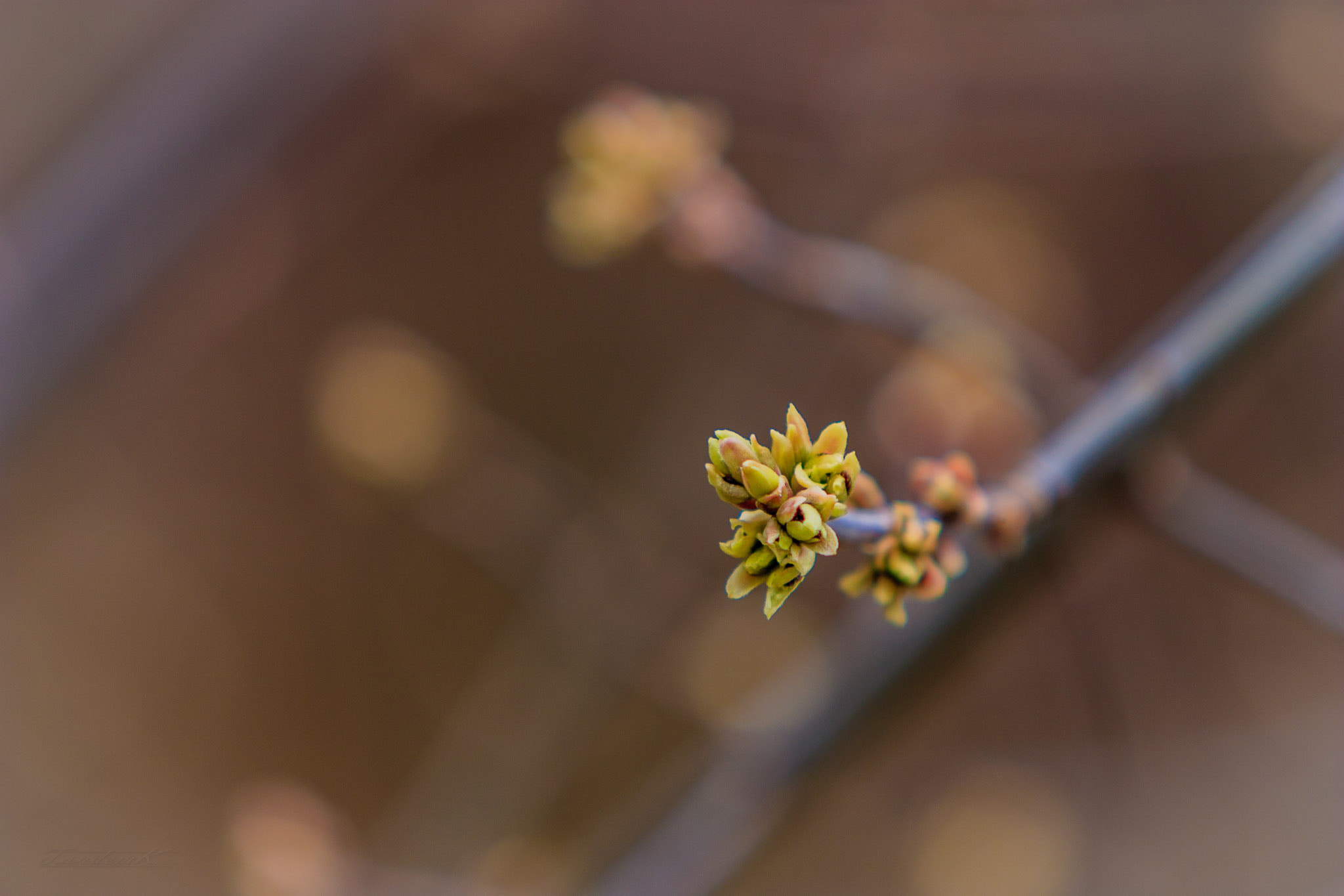 Canon EF 70-200mm F2.8L IS USM sample photo. New life photography