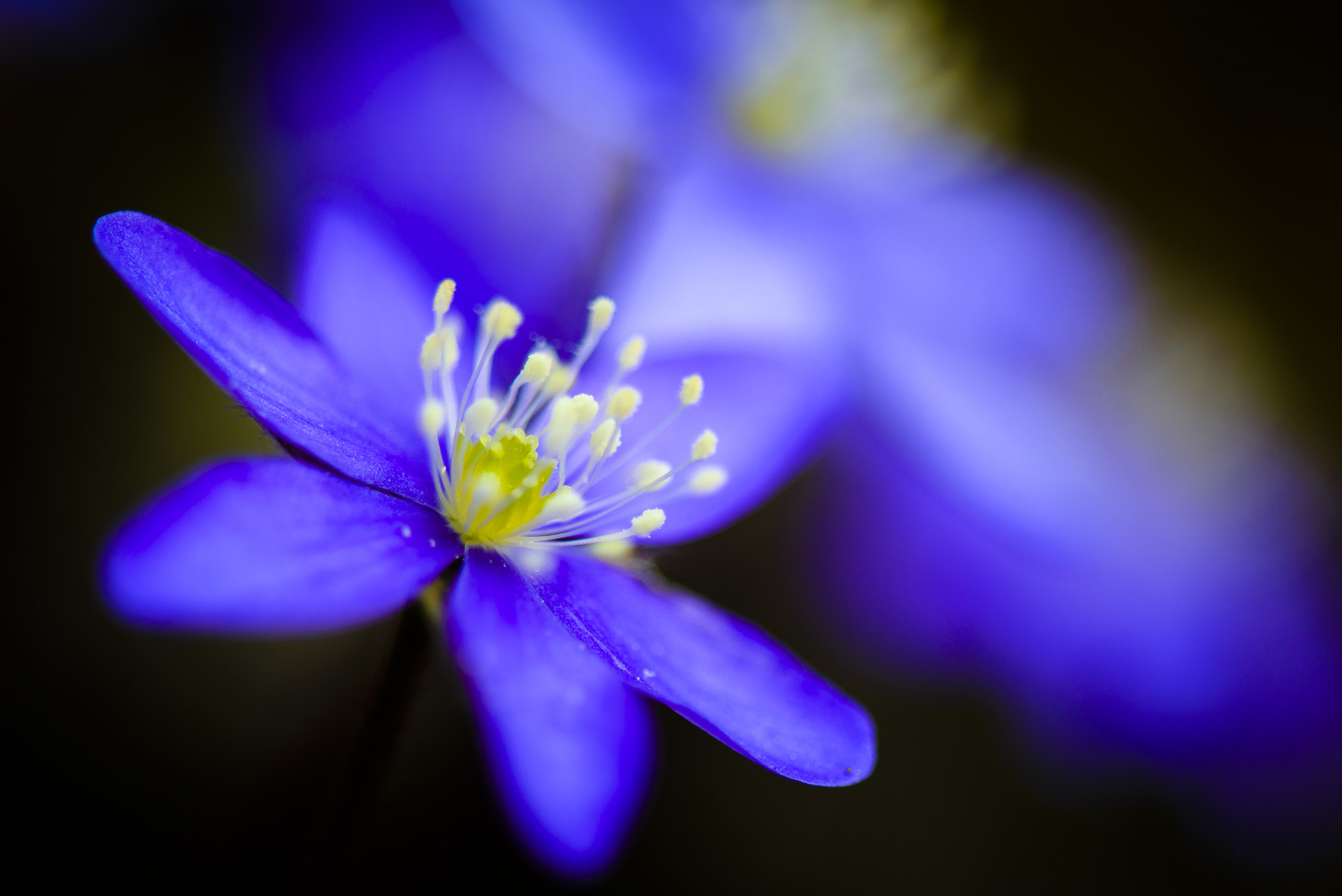 Nikon AF-S Micro-Nikkor 105mm F2.8G IF-ED VR sample photo. Triplet_2 photography