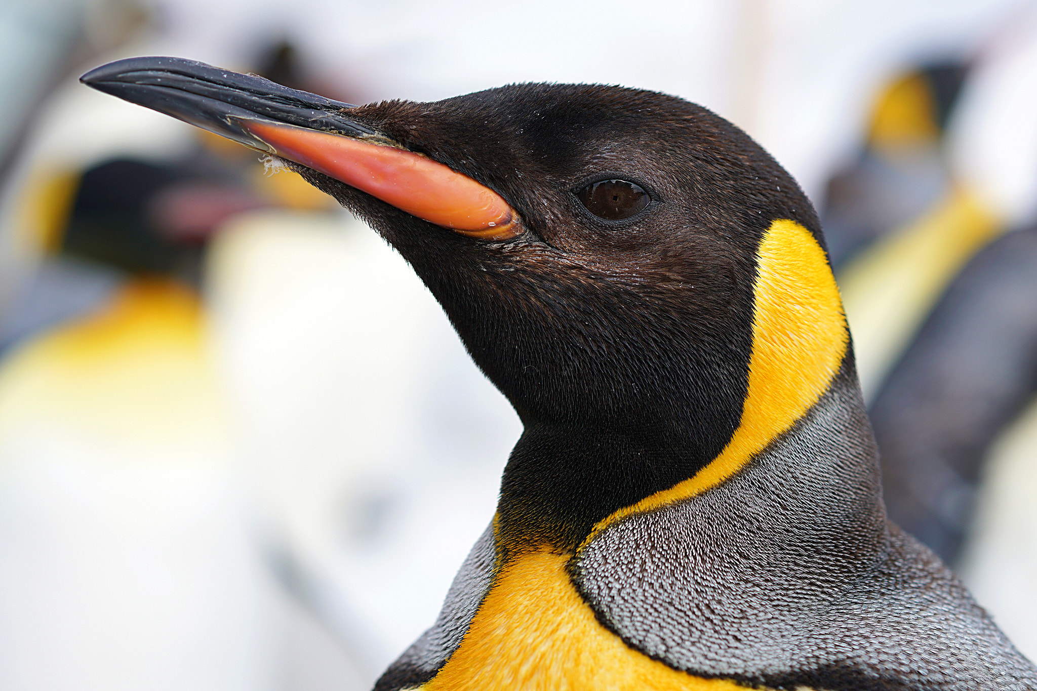 Sony a7R II + Sony FE 85mm F1.4 GM sample photo. Penguin in asahigawa zoo photography