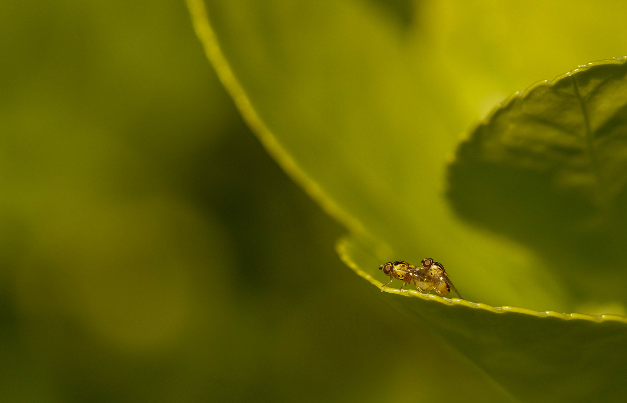 Sony SLT-A58 + 105mm F2.8 sample photo. Copula photography