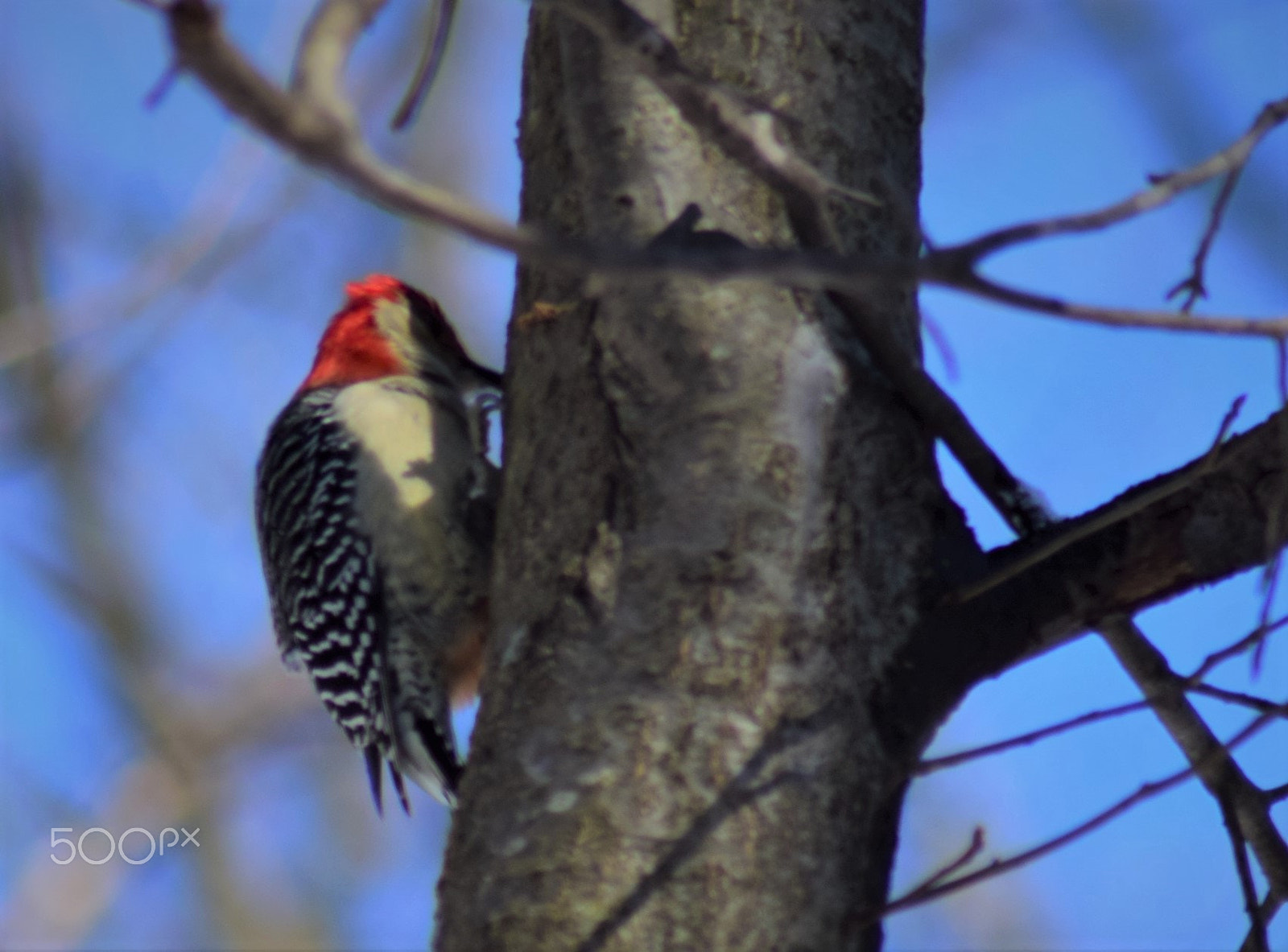 Tamron AF 70-300mm F4-5.6 Di LD Macro sample photo. Woodpecker pecking on tree photography