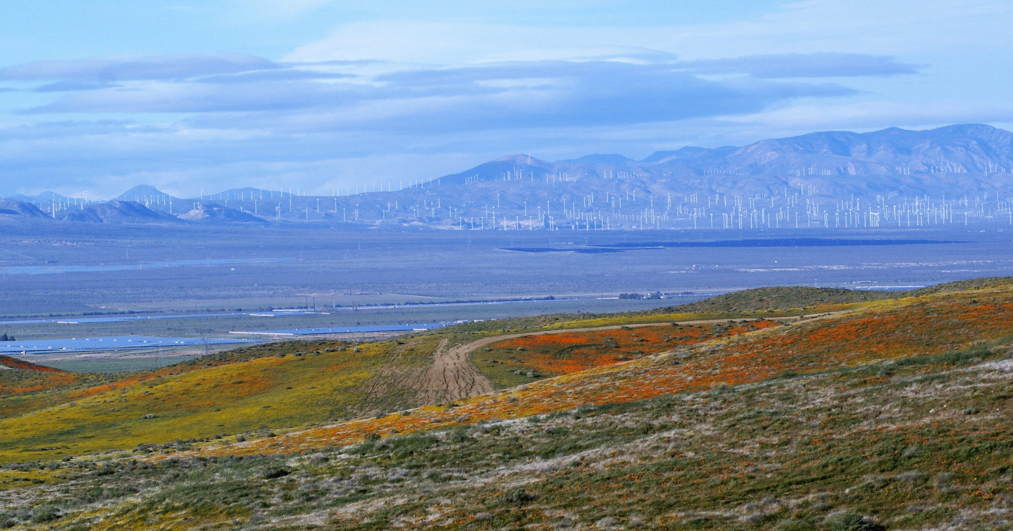 Sony 75-300mm F4.5-5.6 sample photo. California poppy flower field with wind farm photography
