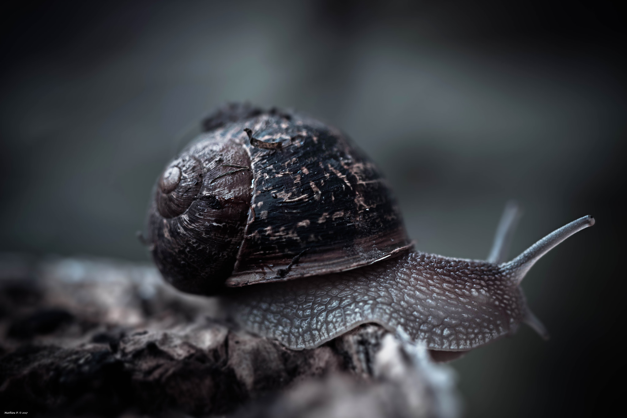 Canon EF 100mm F2.8L Macro IS USM sample photo. Vaillant photography