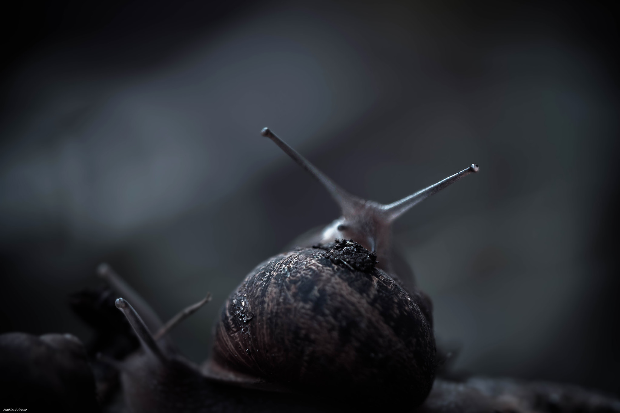 Canon EF 100mm F2.8L Macro IS USM sample photo. Vaillant photography