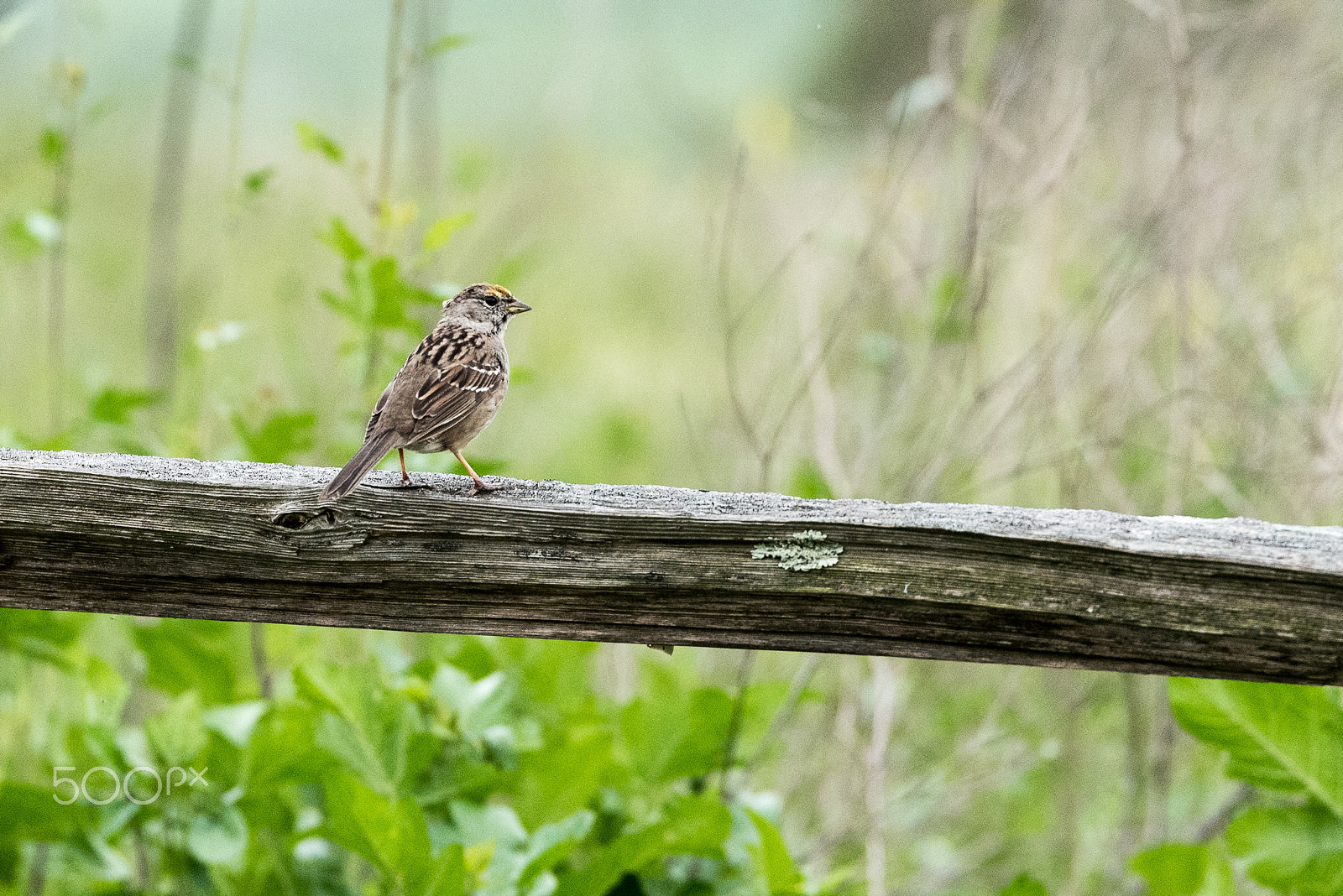 Tamron SP 70-200mm F2.8 Di VC USD sample photo. A bird! photography