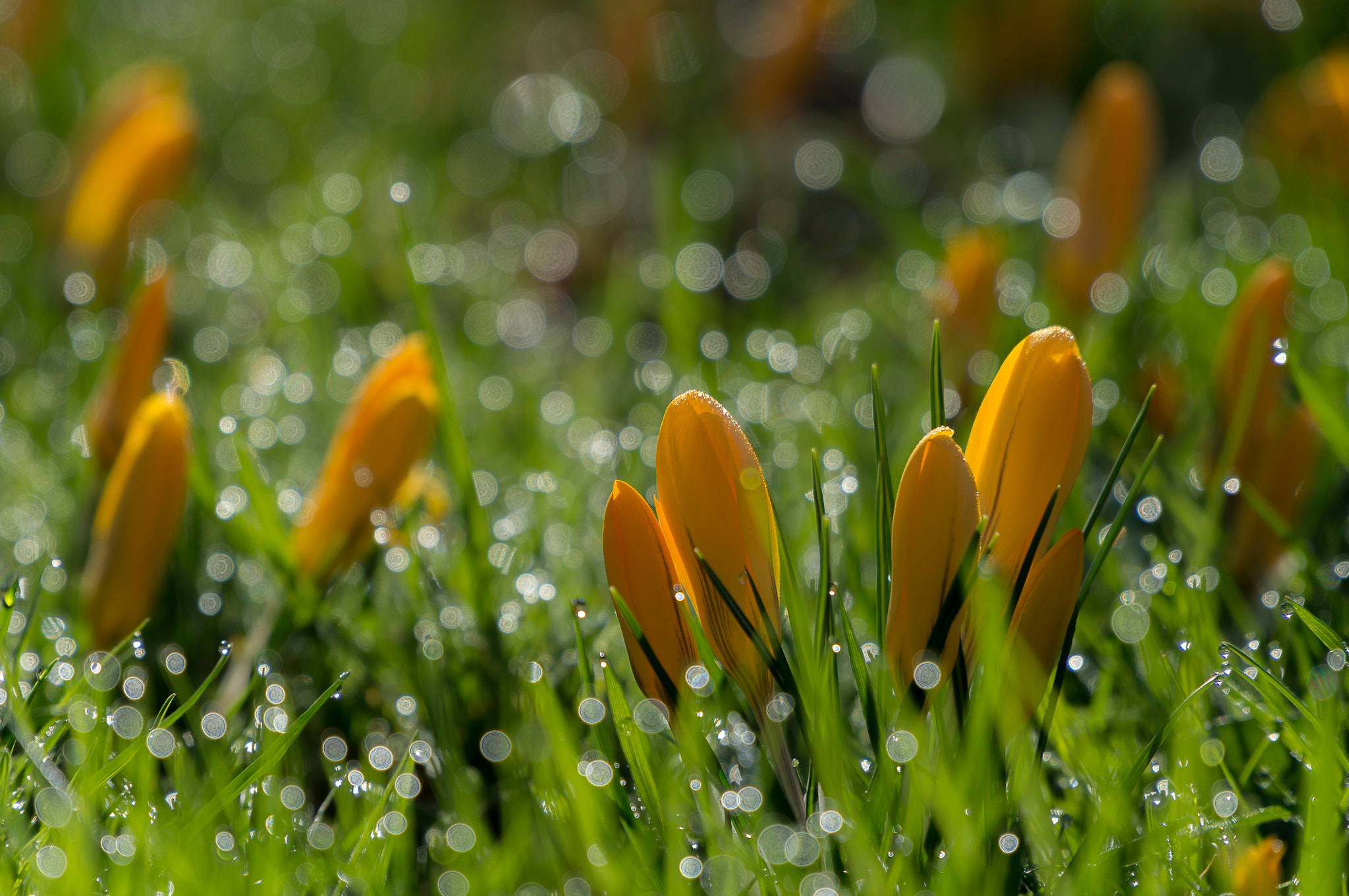 Sony Alpha NEX-6 + Sony E PZ 18-105mm F4 G OSS sample photo. Springtime awakening ii photography