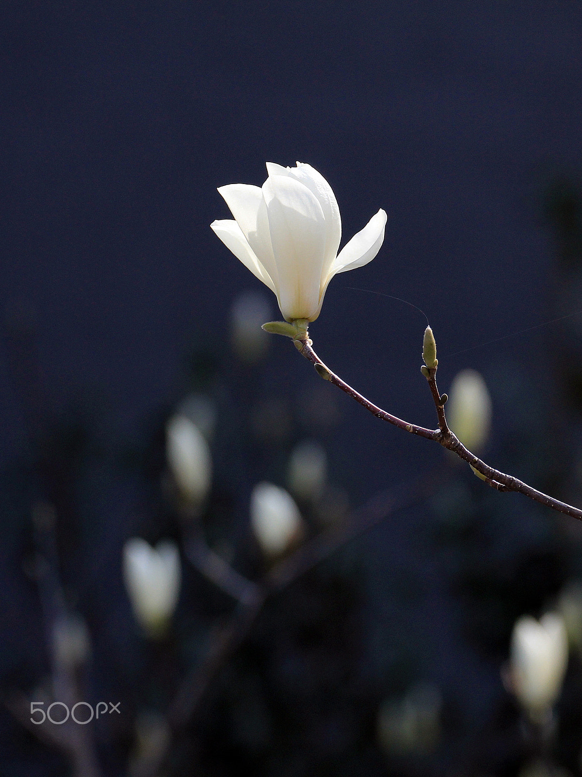 Canon EF 70-300mm F4-5.6L IS USM sample photo. Magnolia photography
