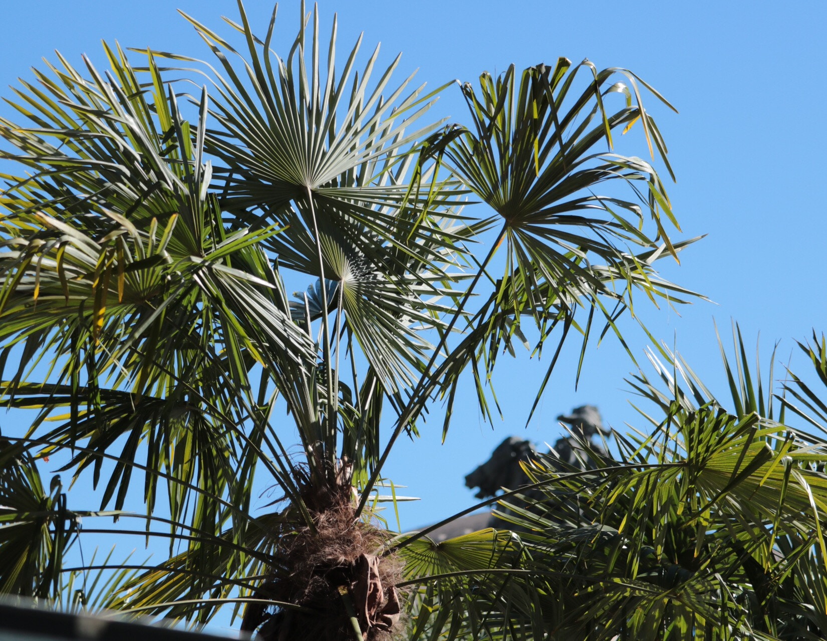 Canon EOS 750D (EOS Rebel T6i / EOS Kiss X8i) sample photo. New palms in milan photography