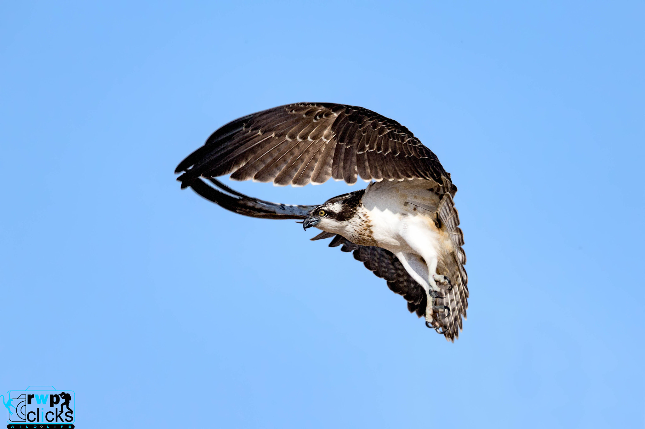 Canon EOS-1D X sample photo. Osprey - reposting one of my favorites photography