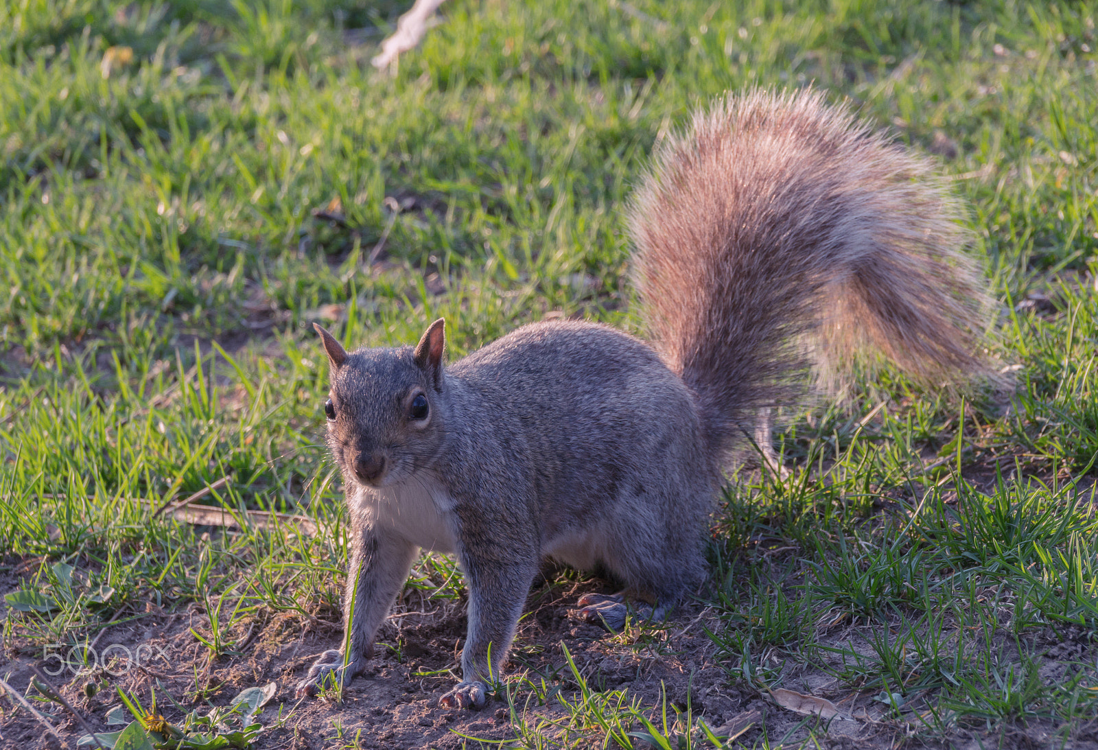 Canon EOS 650D (EOS Rebel T4i / EOS Kiss X6i) + Sigma 18-250mm F3.5-6.3 DC OS HSM sample photo. Squirrel photography