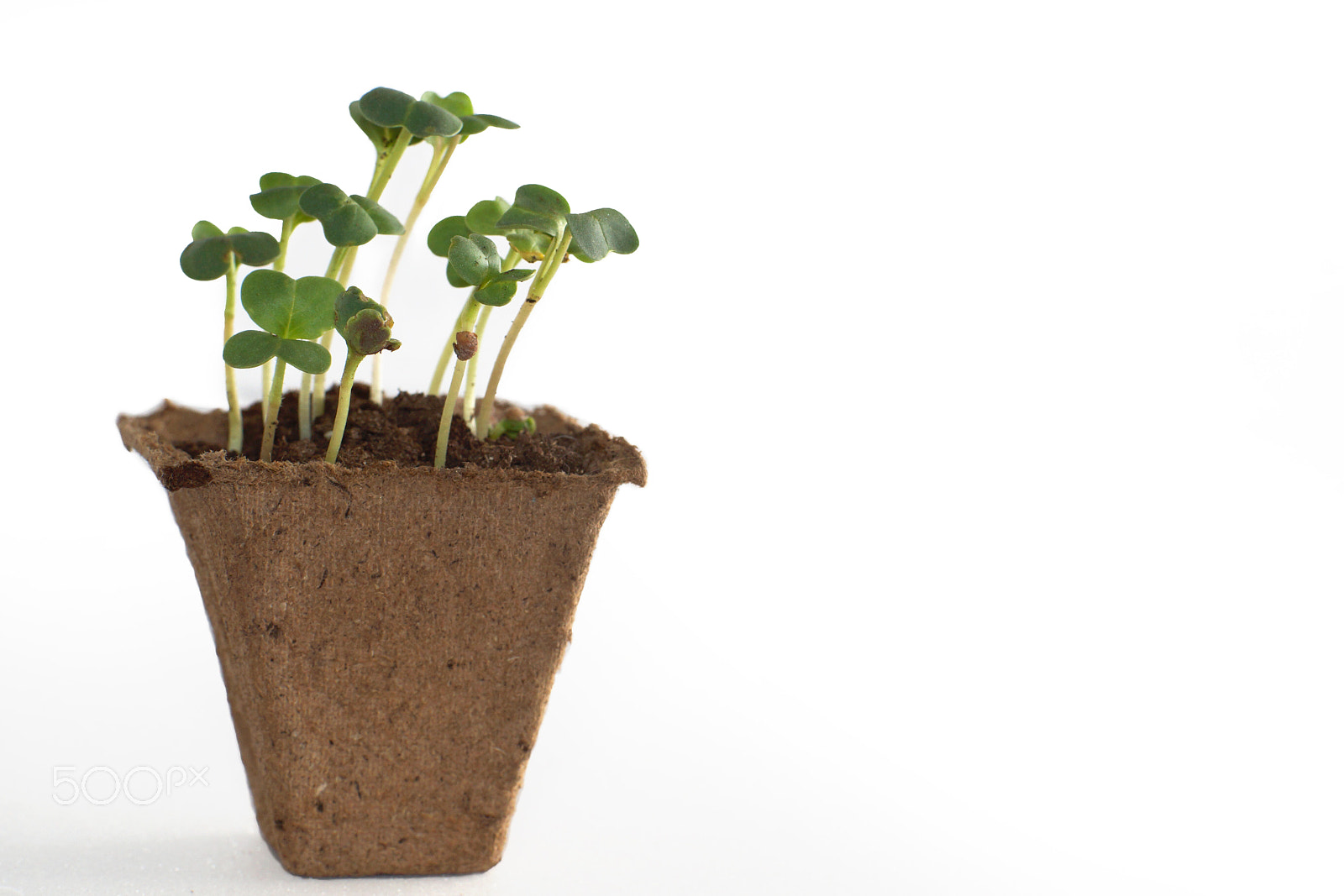 Sony SLT-A65 (SLT-A65V) sample photo. Sprouts in a peat pot with earth, the beginning of a new life. photography