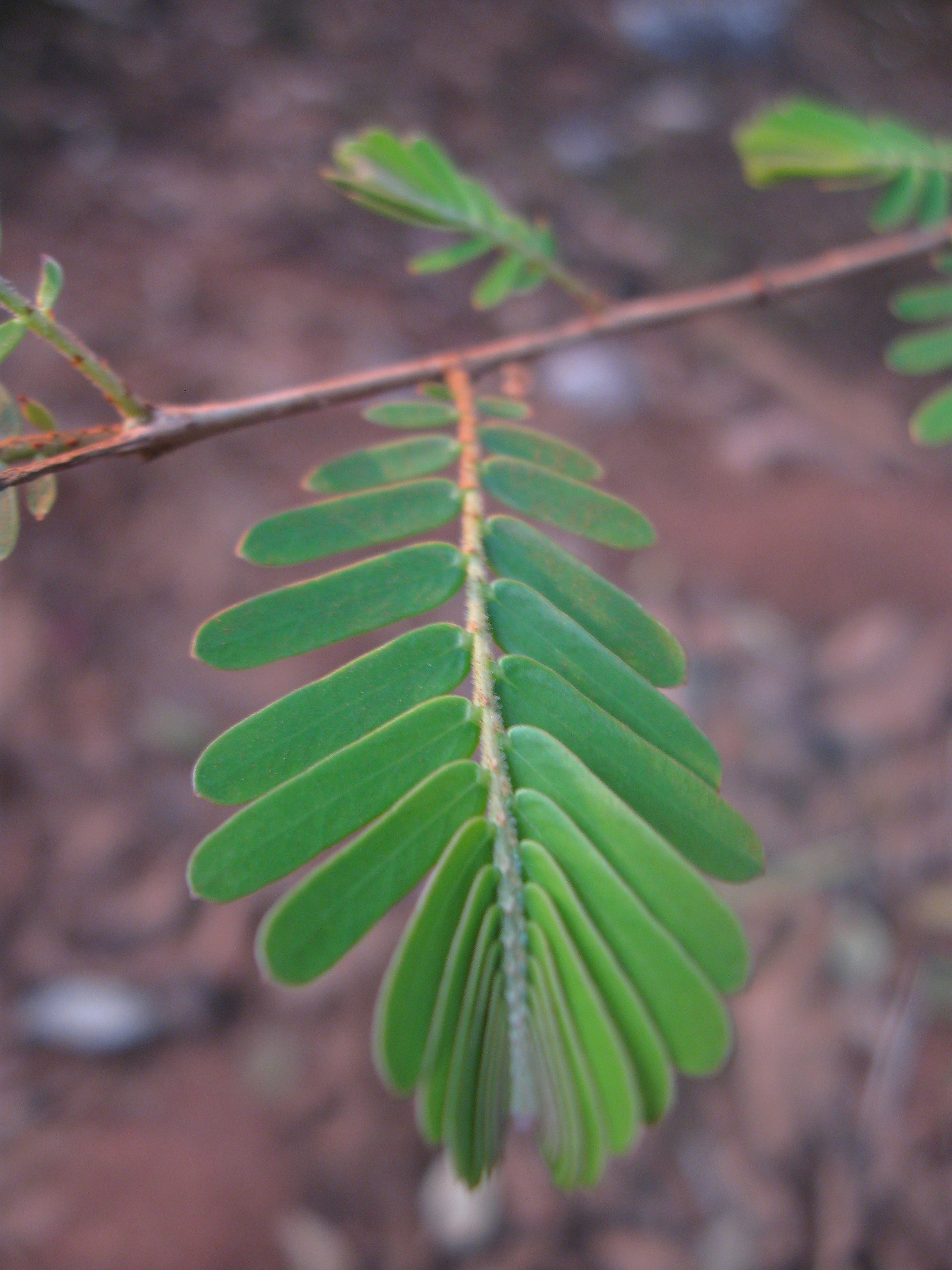 Canon PowerShot A580 sample photo. Leaf photography