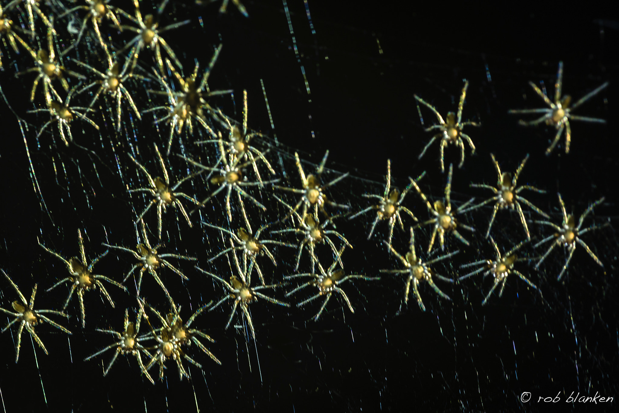 Nikon D810 sample photo. Spiders! photography