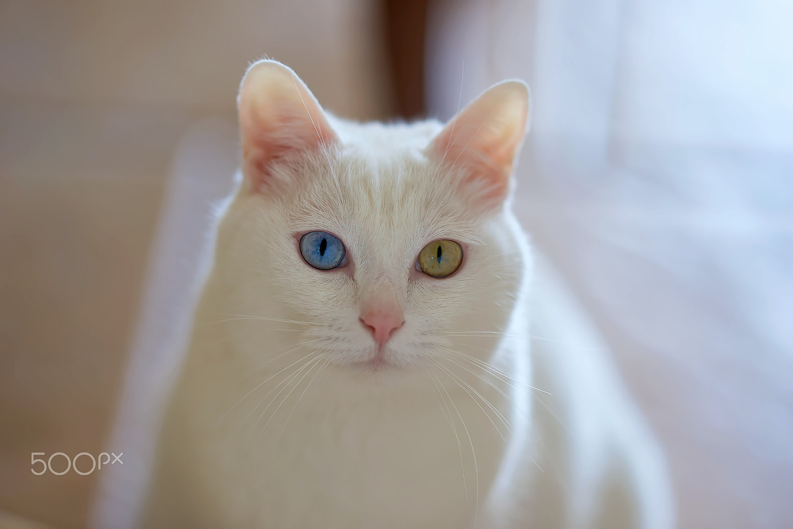 Zeiss Sonnar T* 135 mm F1.8 ZA (SAL135F18Z) sample photo. 鸳鸯眼 photography