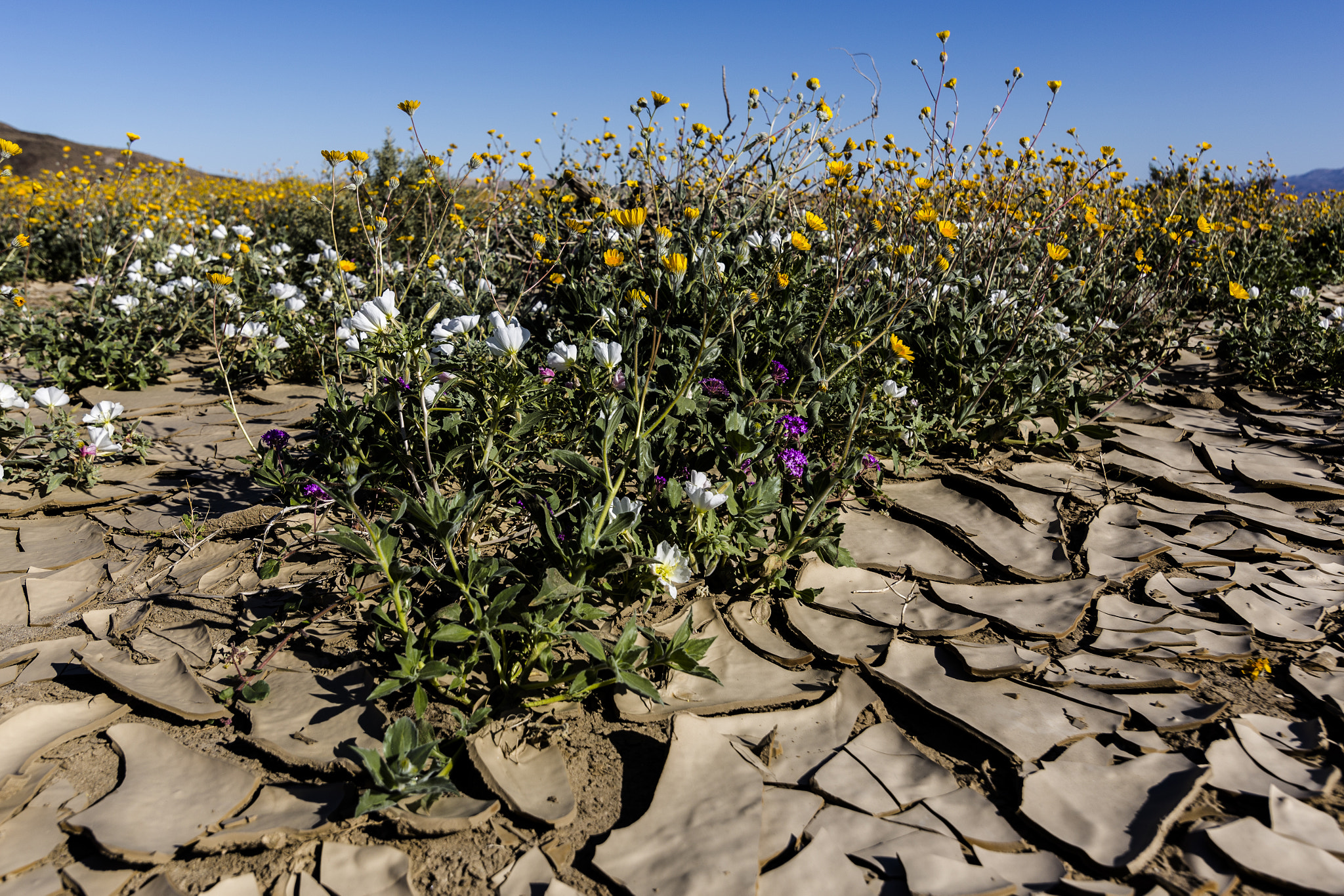Canon EOS 6D + Canon EF-S 17-85mm F4-5.6 IS USM sample photo. Wildflowers growing in cracked earth photography