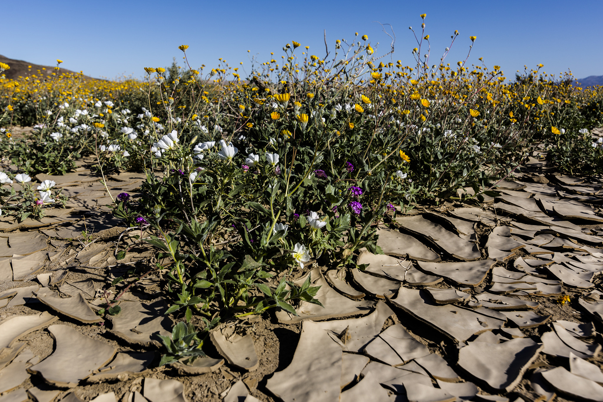 Canon EF-S 17-85mm F4-5.6 IS USM sample photo. Wildflowers growing in cracked earth photography
