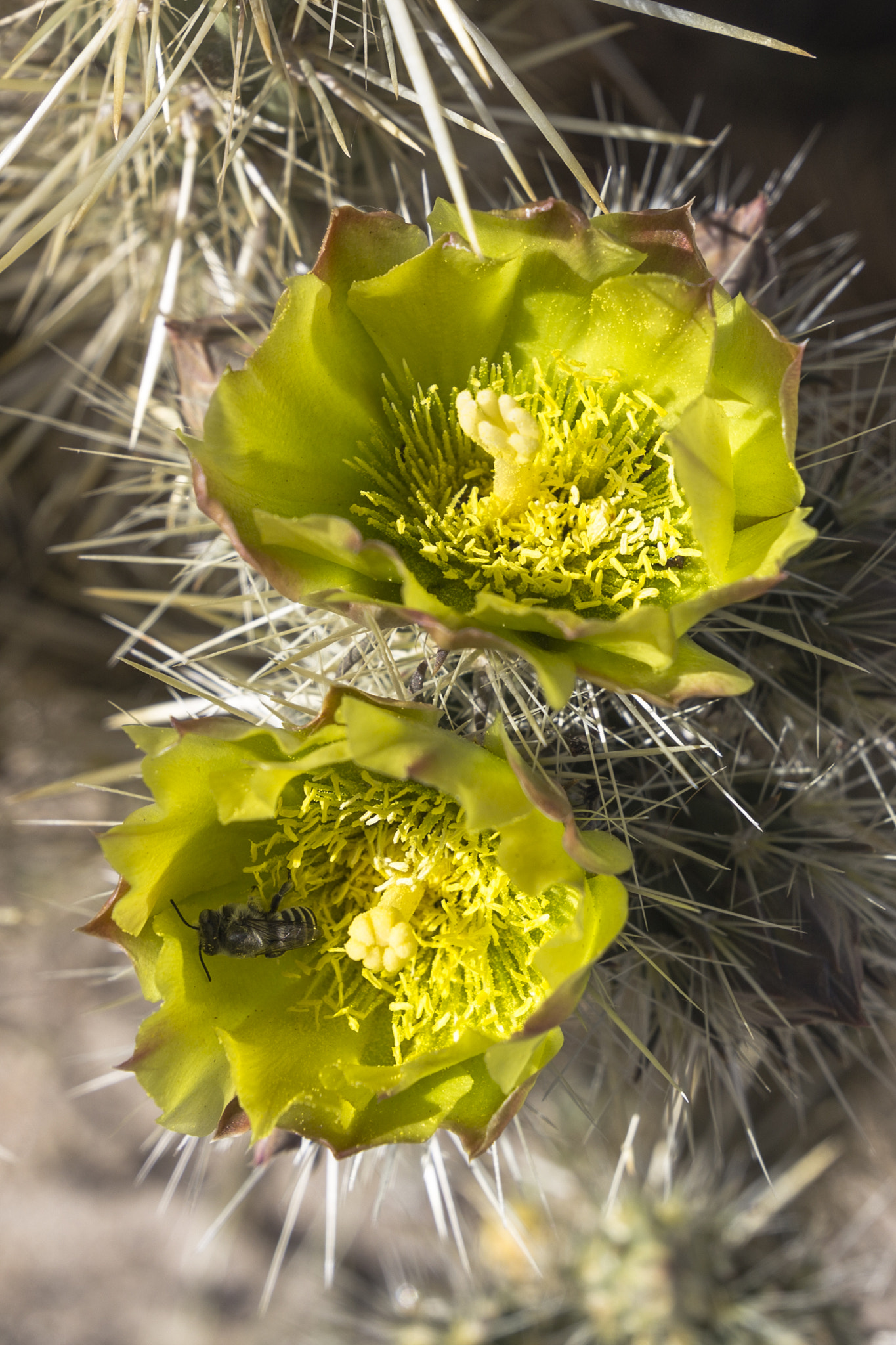 Canon EF-S 17-85mm F4-5.6 IS USM sample photo. Cholla cactus in bloom photography