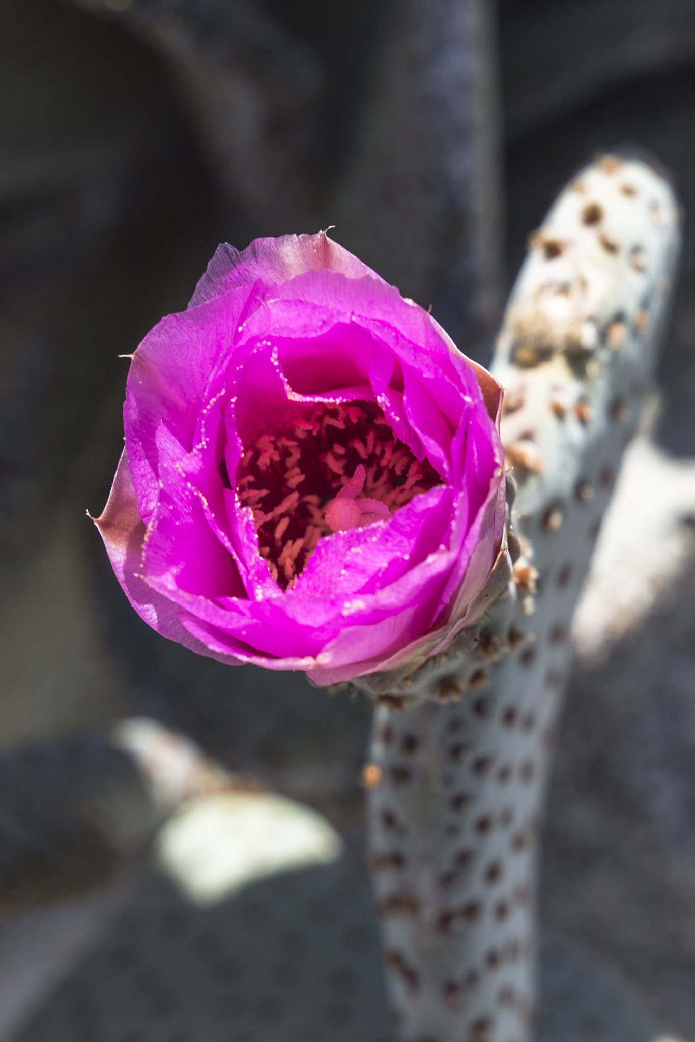 Canon EF-S 17-85mm F4-5.6 IS USM sample photo. Beavertail cactus in bloom photography