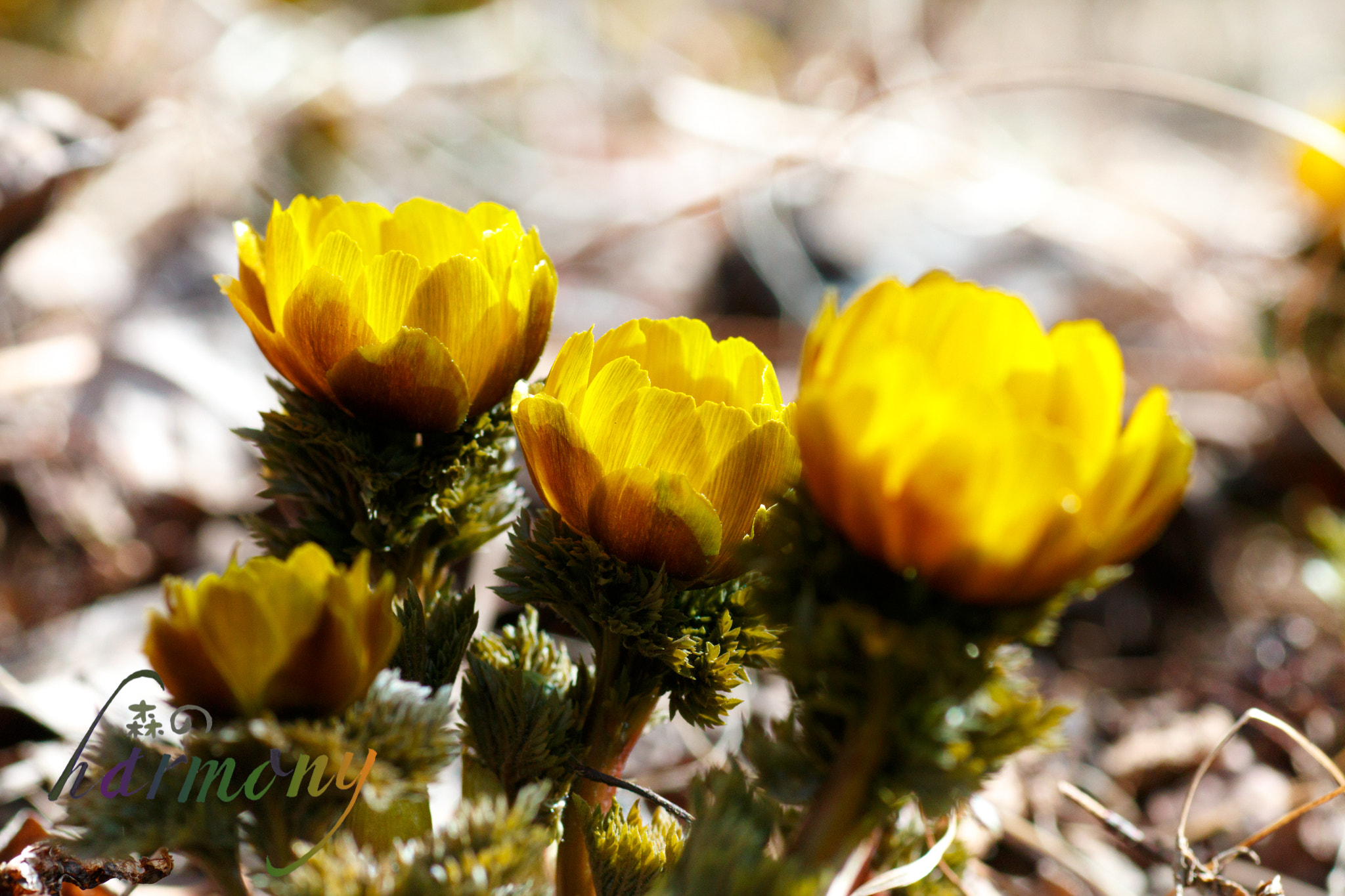 Canon EOS 70D + Tamron SP AF 90mm F2.8 Di Macro sample photo. Spring has come photography