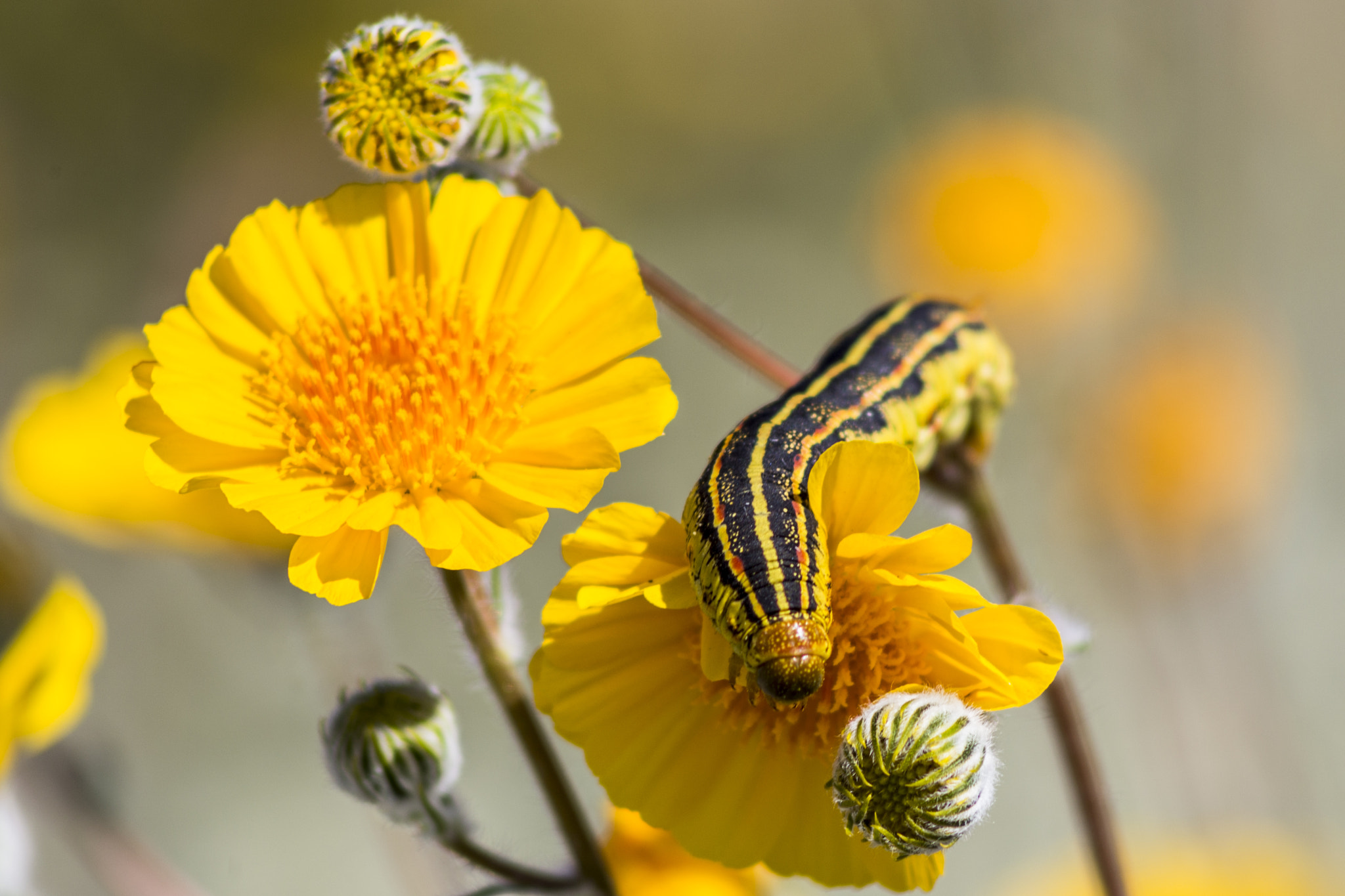 Canon EF 75-300mm f/4-5.6 USM sample photo. Sphinx moth caterpillar eating wildflowers photography