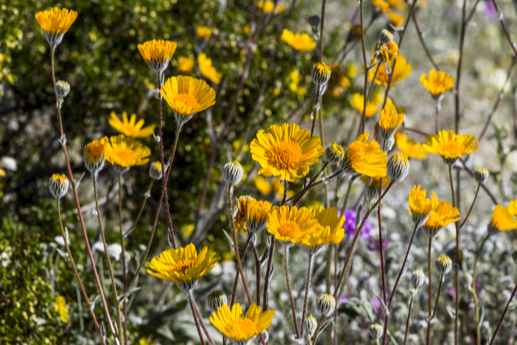 Canon EF 75-300mm f/4-5.6 USM sample photo. Desert wildflowers photography