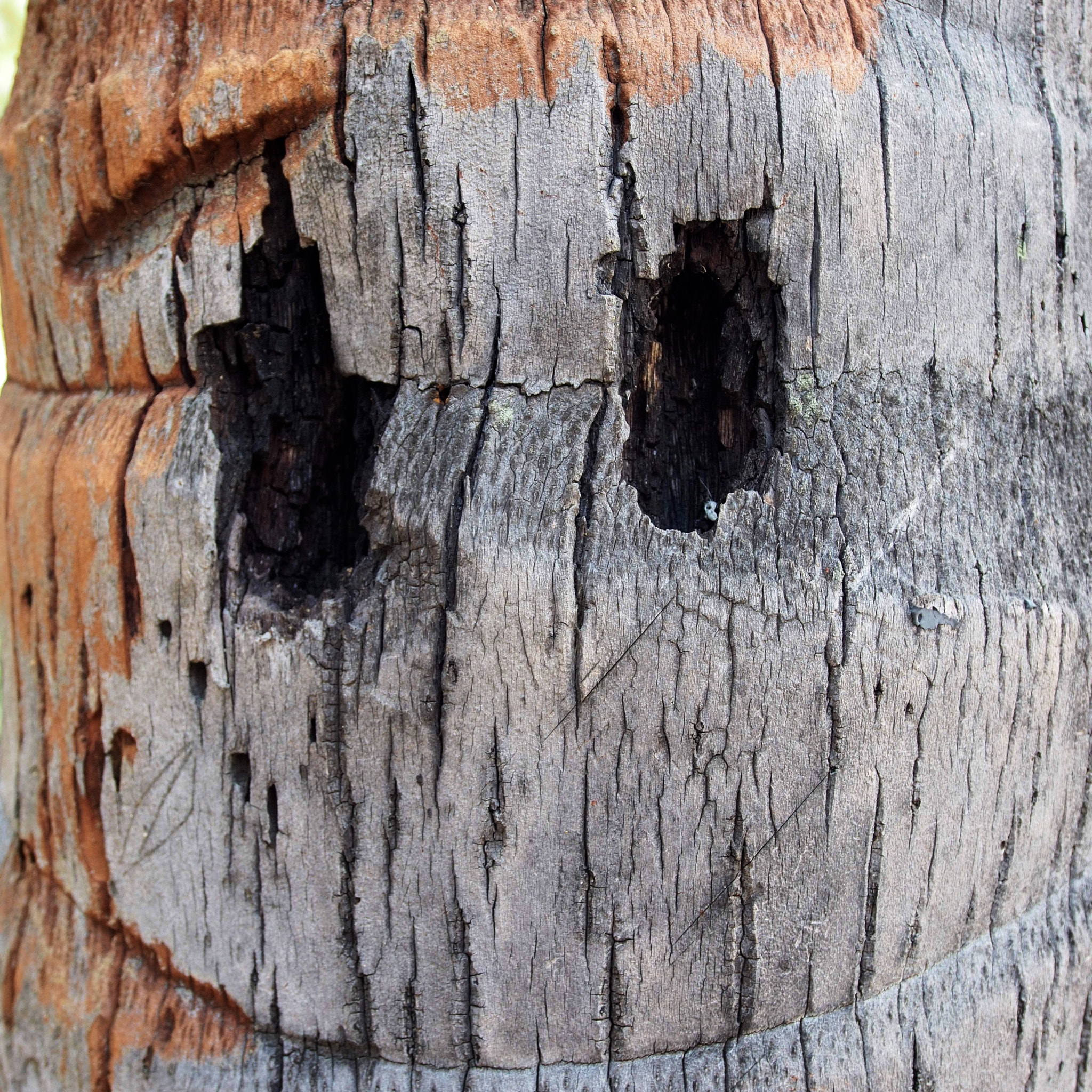 Olympus OM-D E-M5 sample photo. Smiley tree photography
