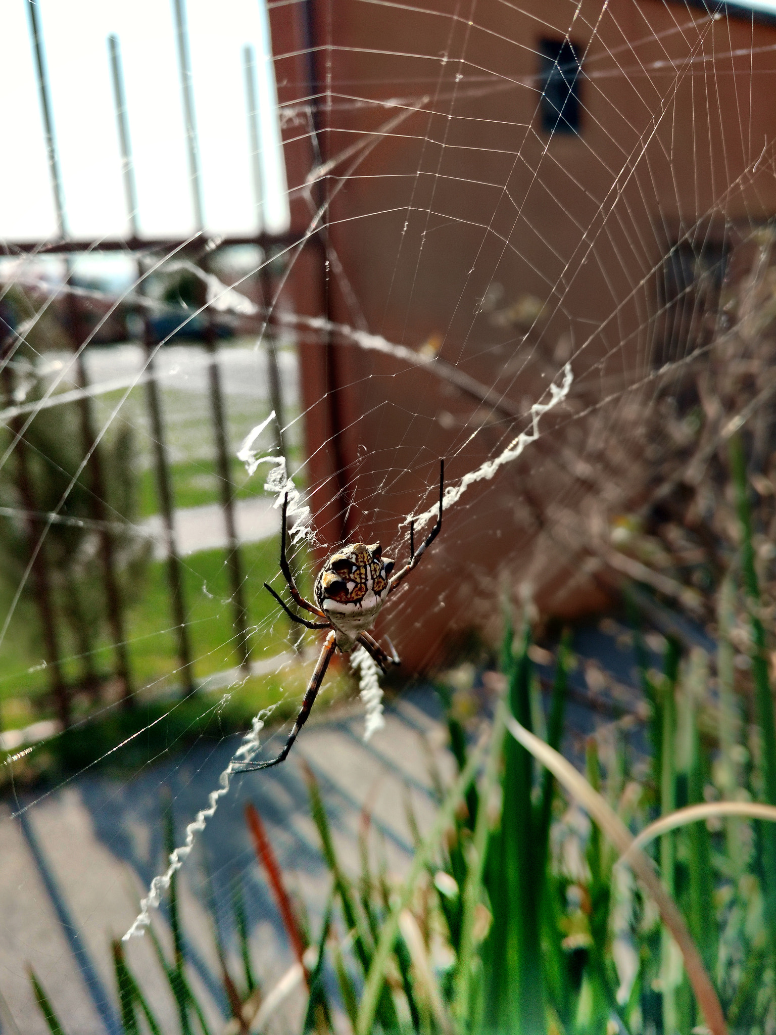 Motorola XT1563 sample photo. Araña! photography