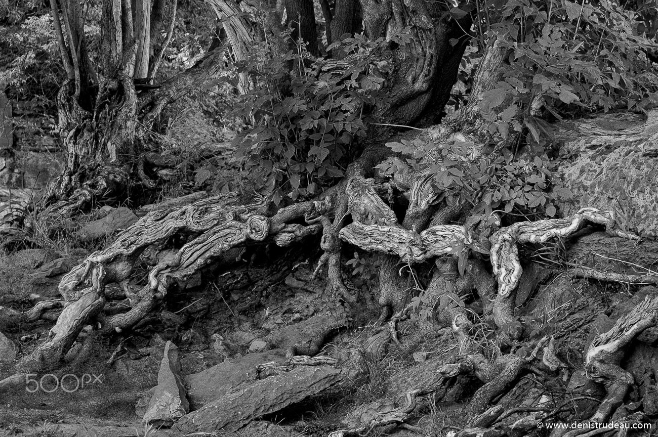 Nikon D70 sample photo. Strange forest photography