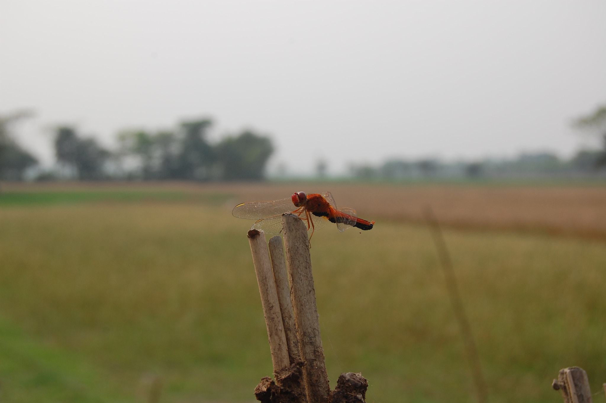 Nikon D40 sample photo. A grasshopper photography