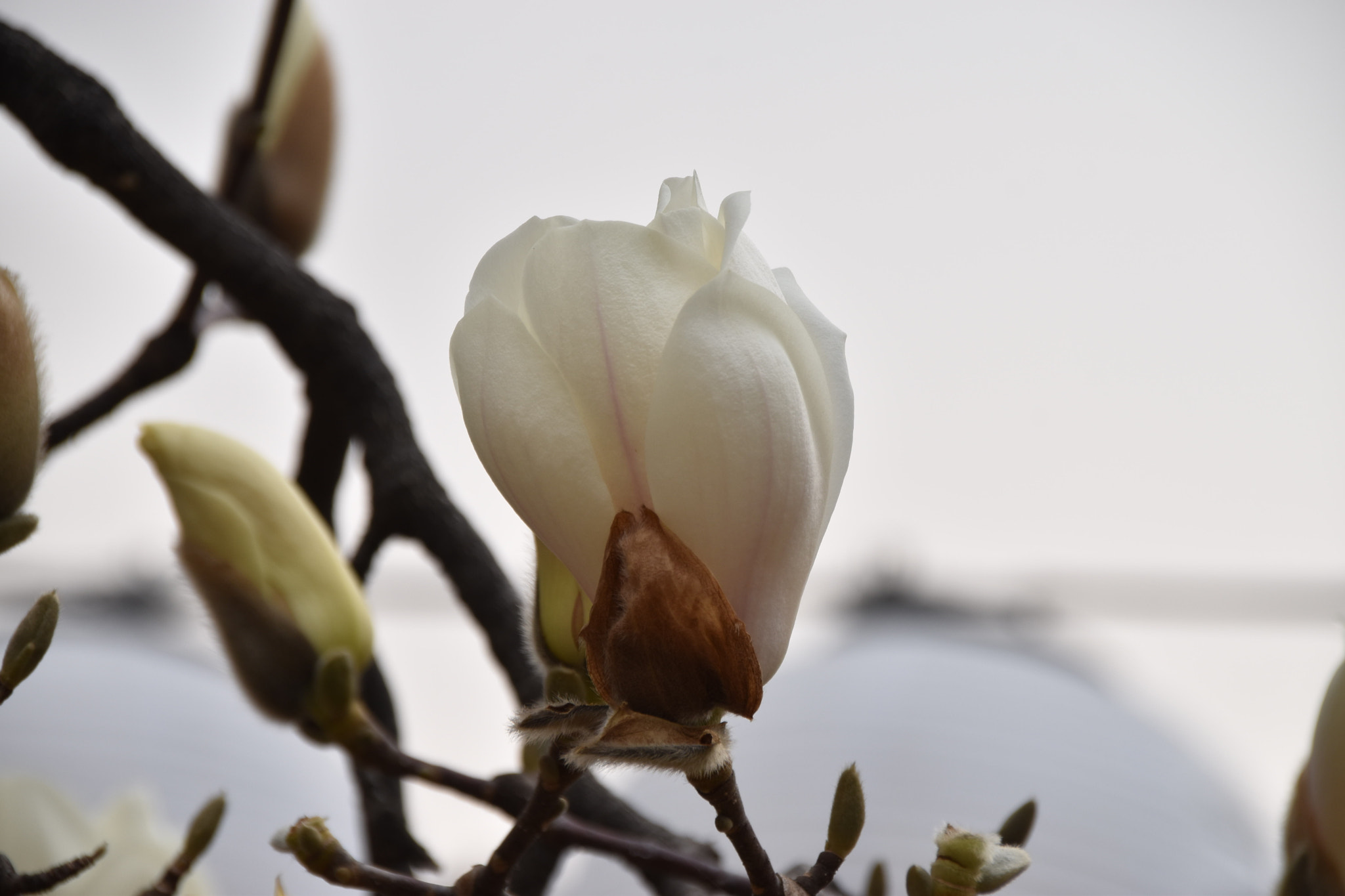 Sigma 18-250mm F3.5-6.3 DC Macro OS HSM sample photo. Cms photography